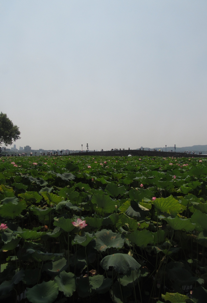 This is west lake!
