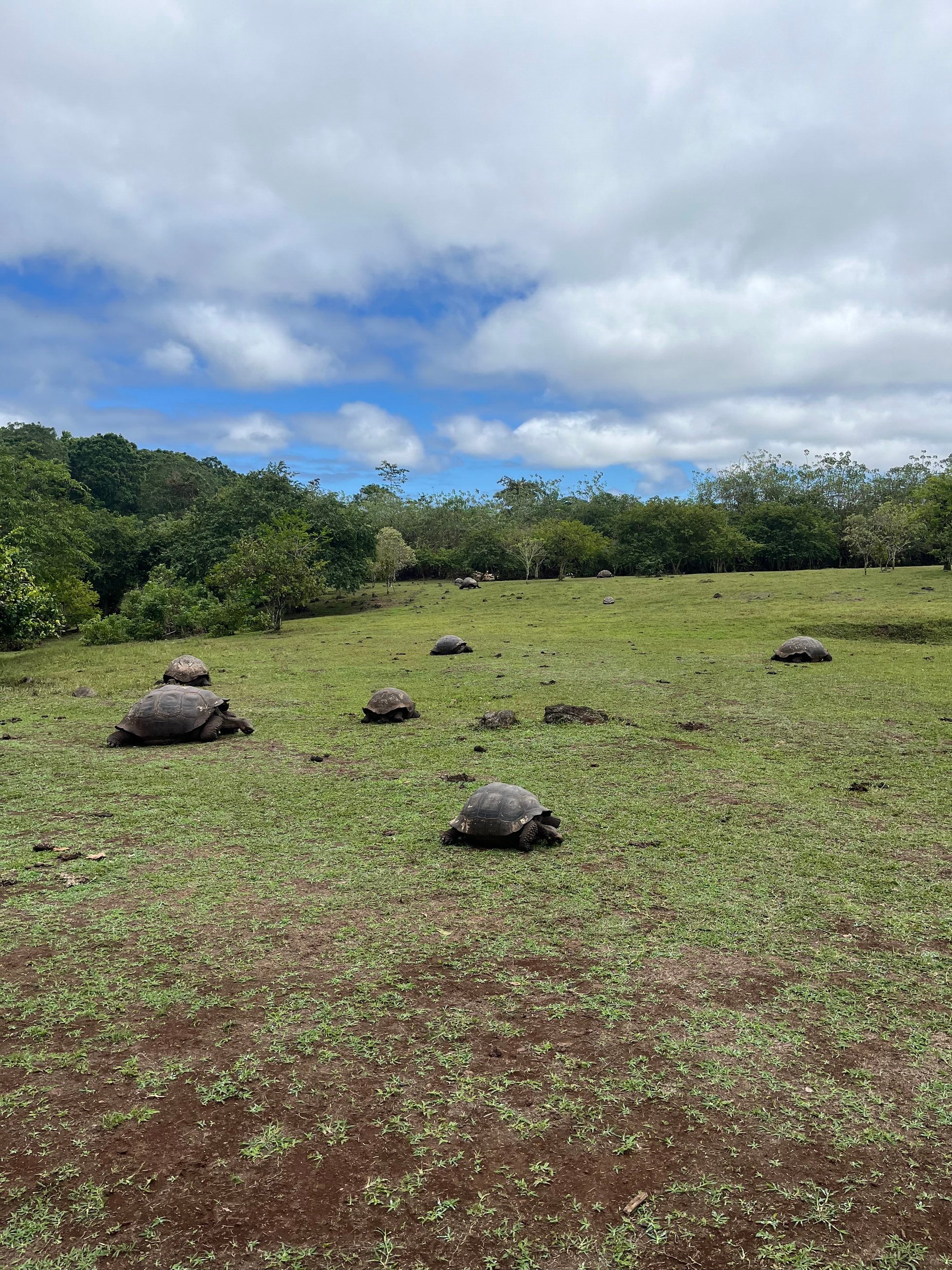 Rancho Primicias-so many toritoises!
