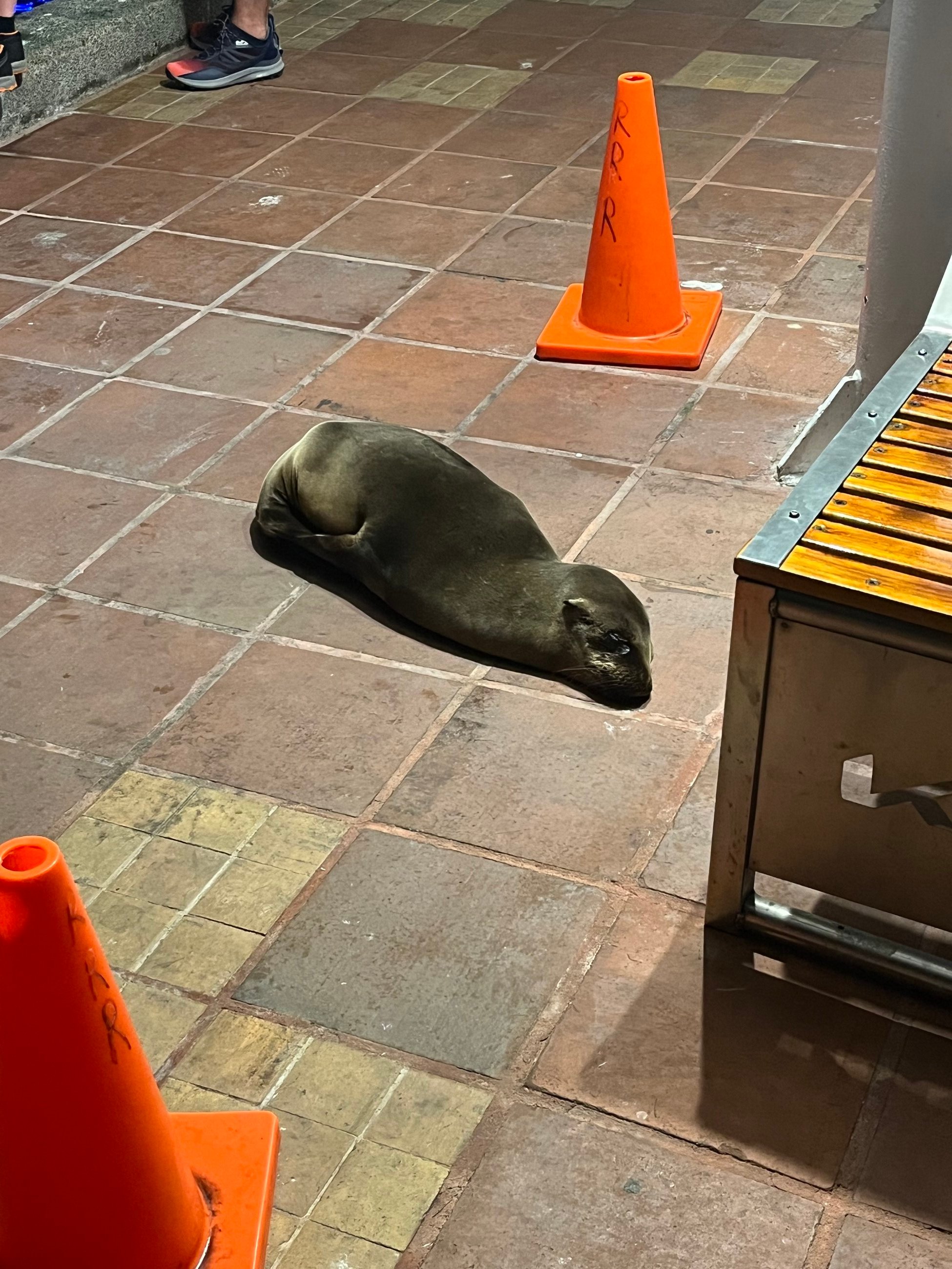 Baby sea lion sleeping at the harbor!
