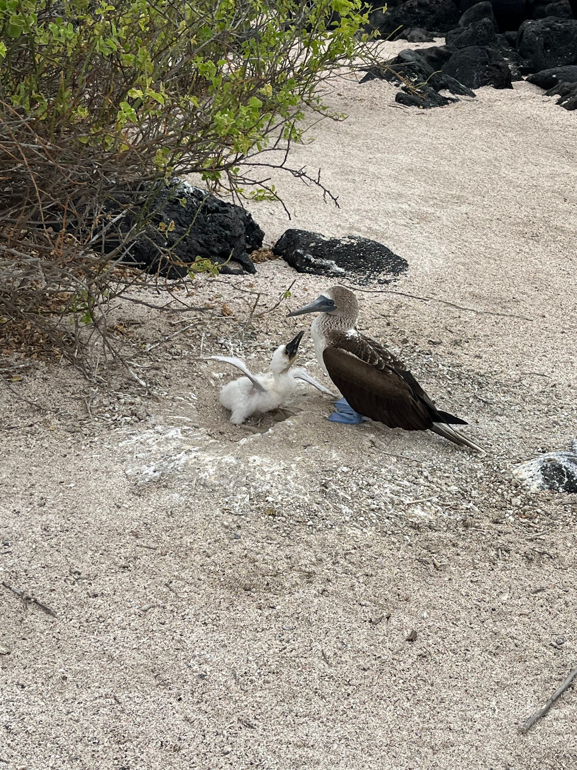 Blue footed boobie and it's baby begging for food!