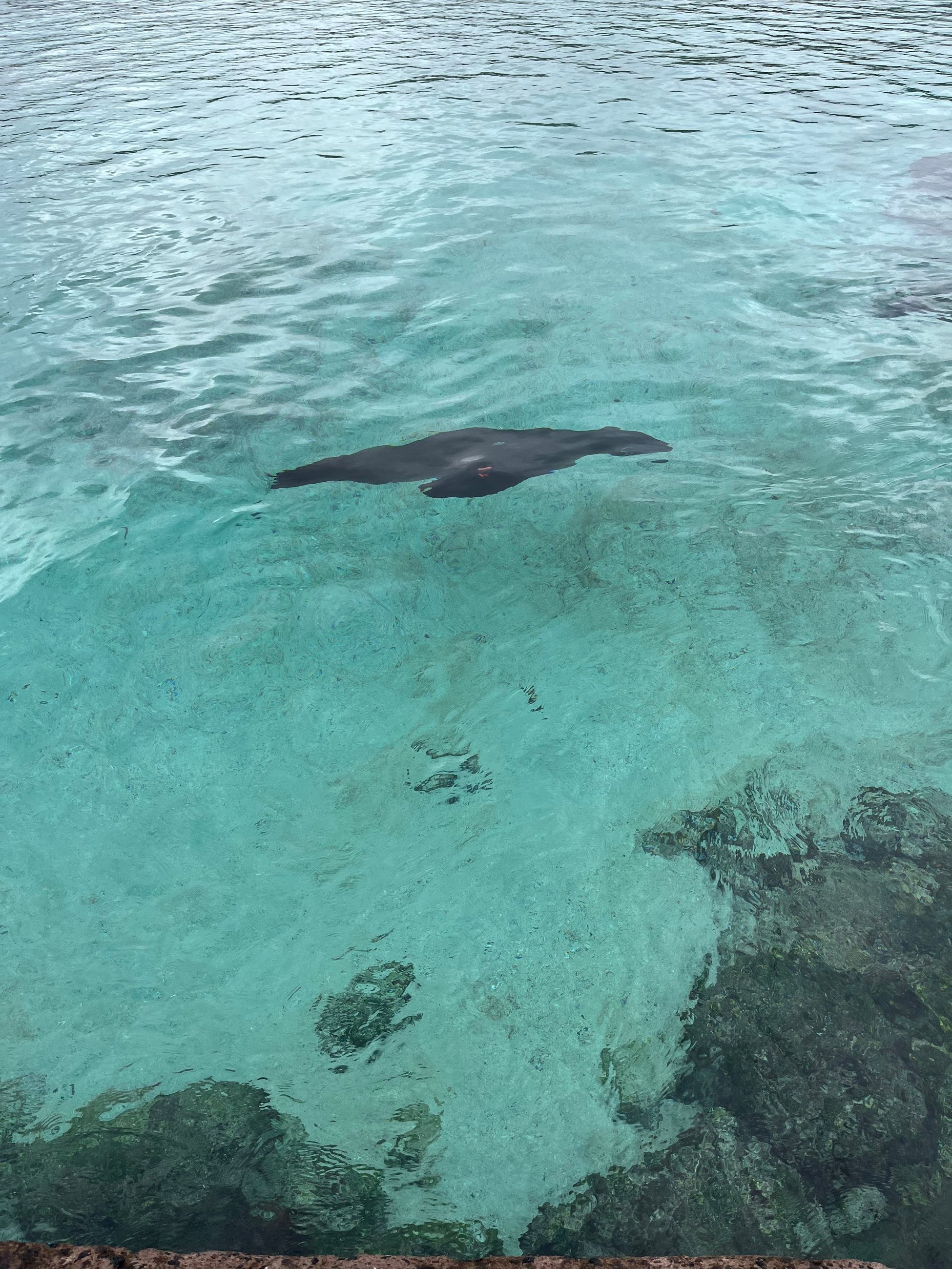 Sea lions swam around us and barked until we moved off of their dock!