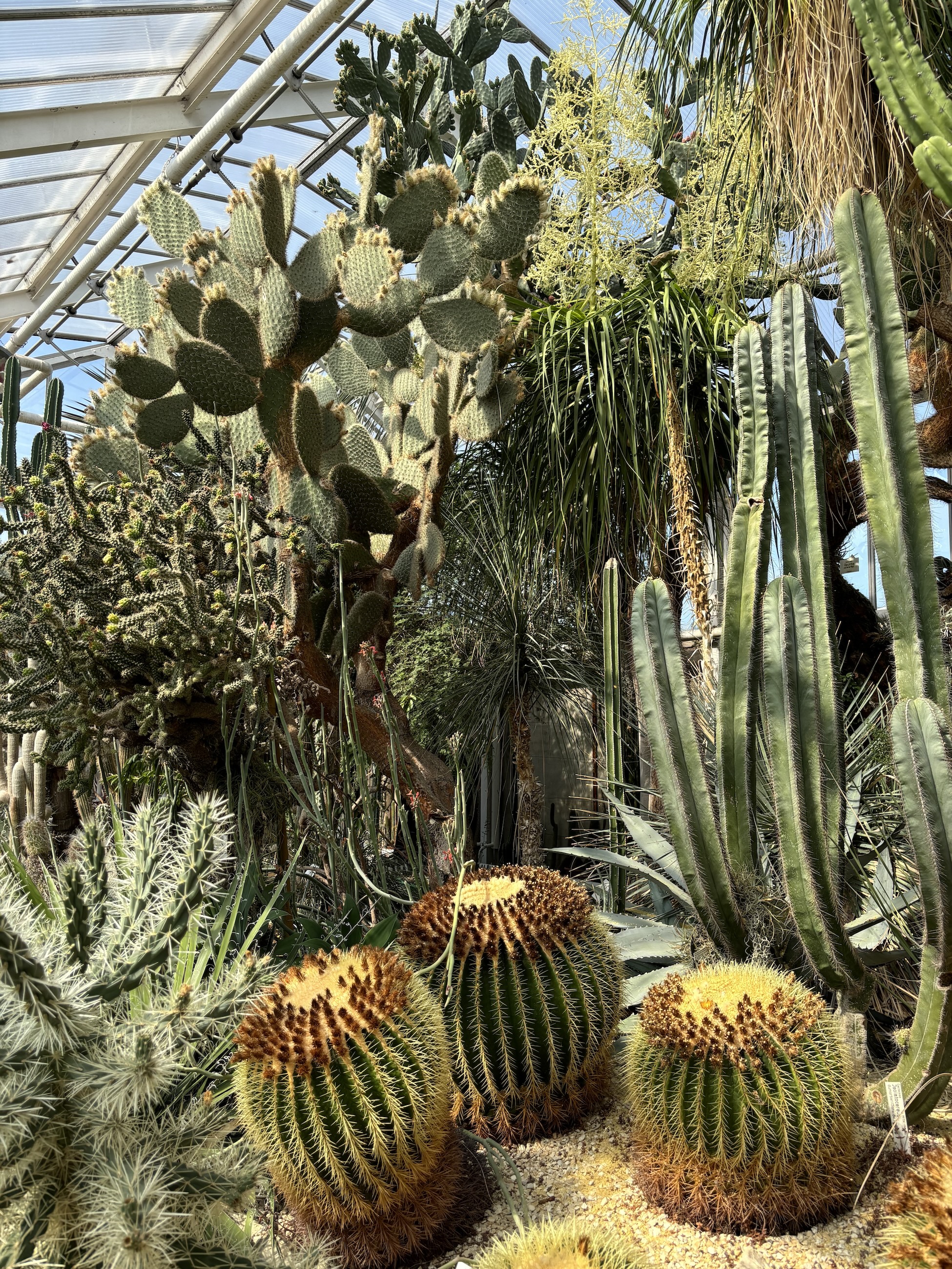 Cacti!