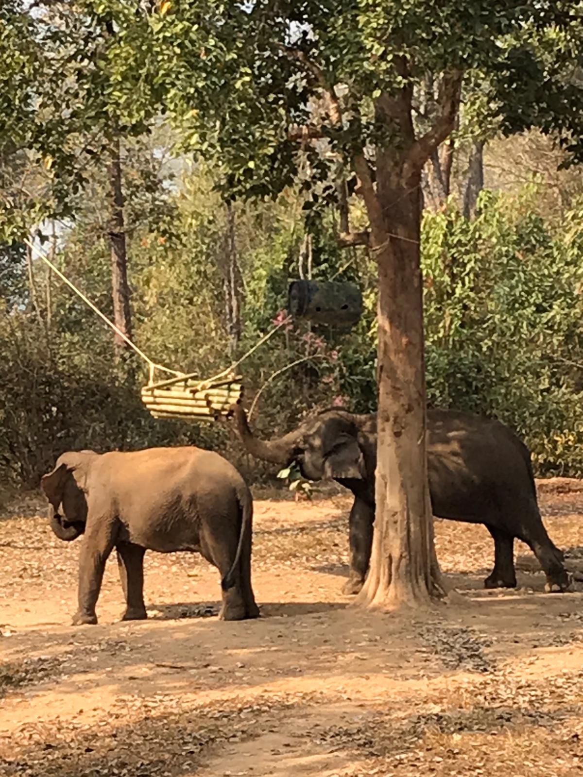 Elephants playing with a toy we built