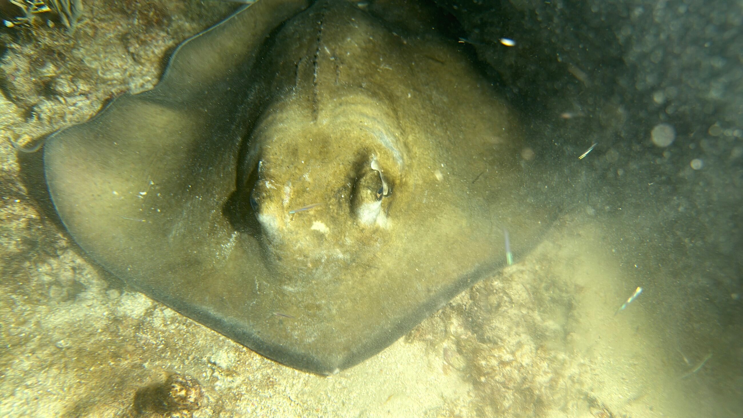 Stingray on a night dive
