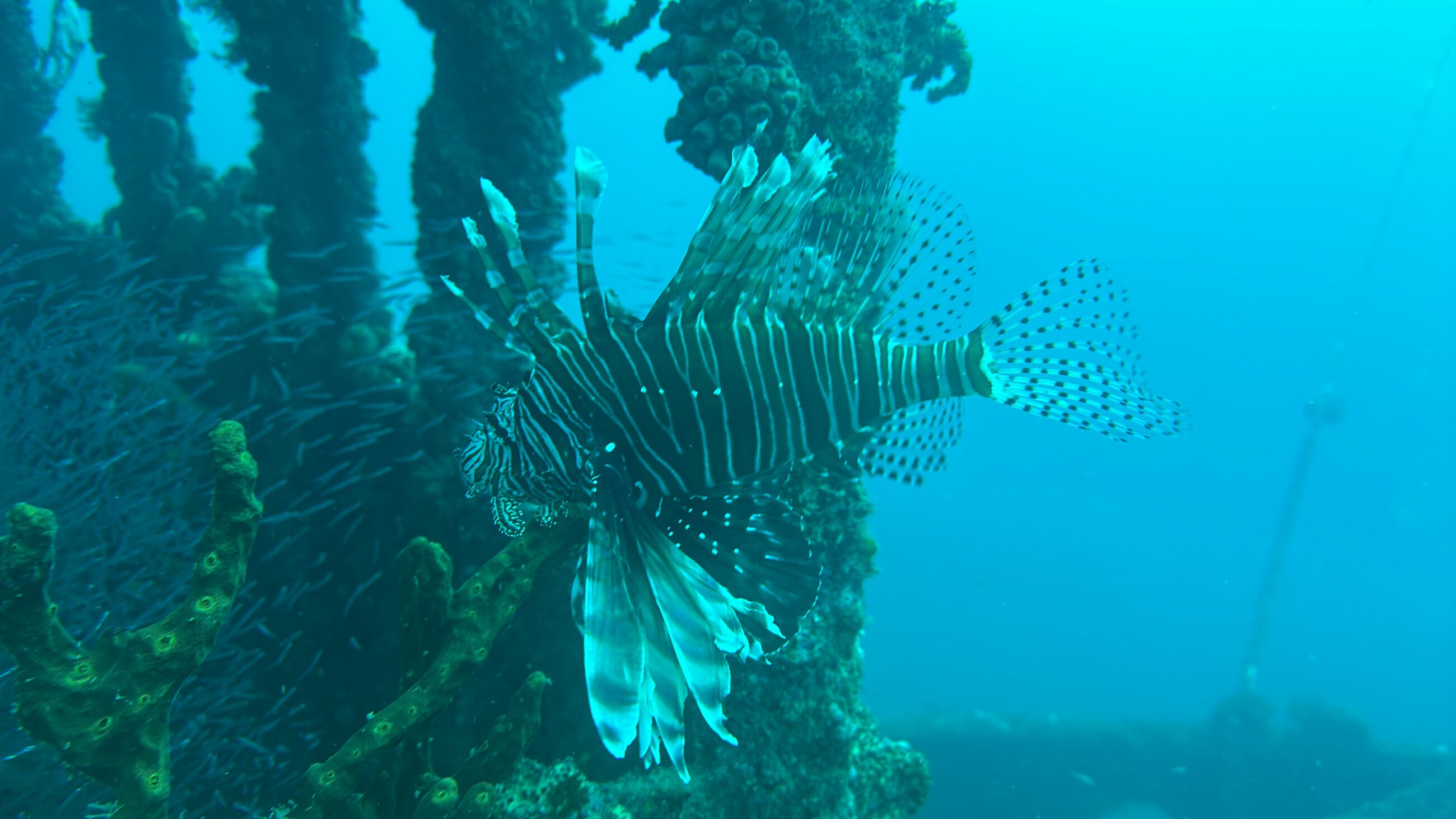 Lionfish