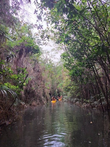 Kayaking through mangroves