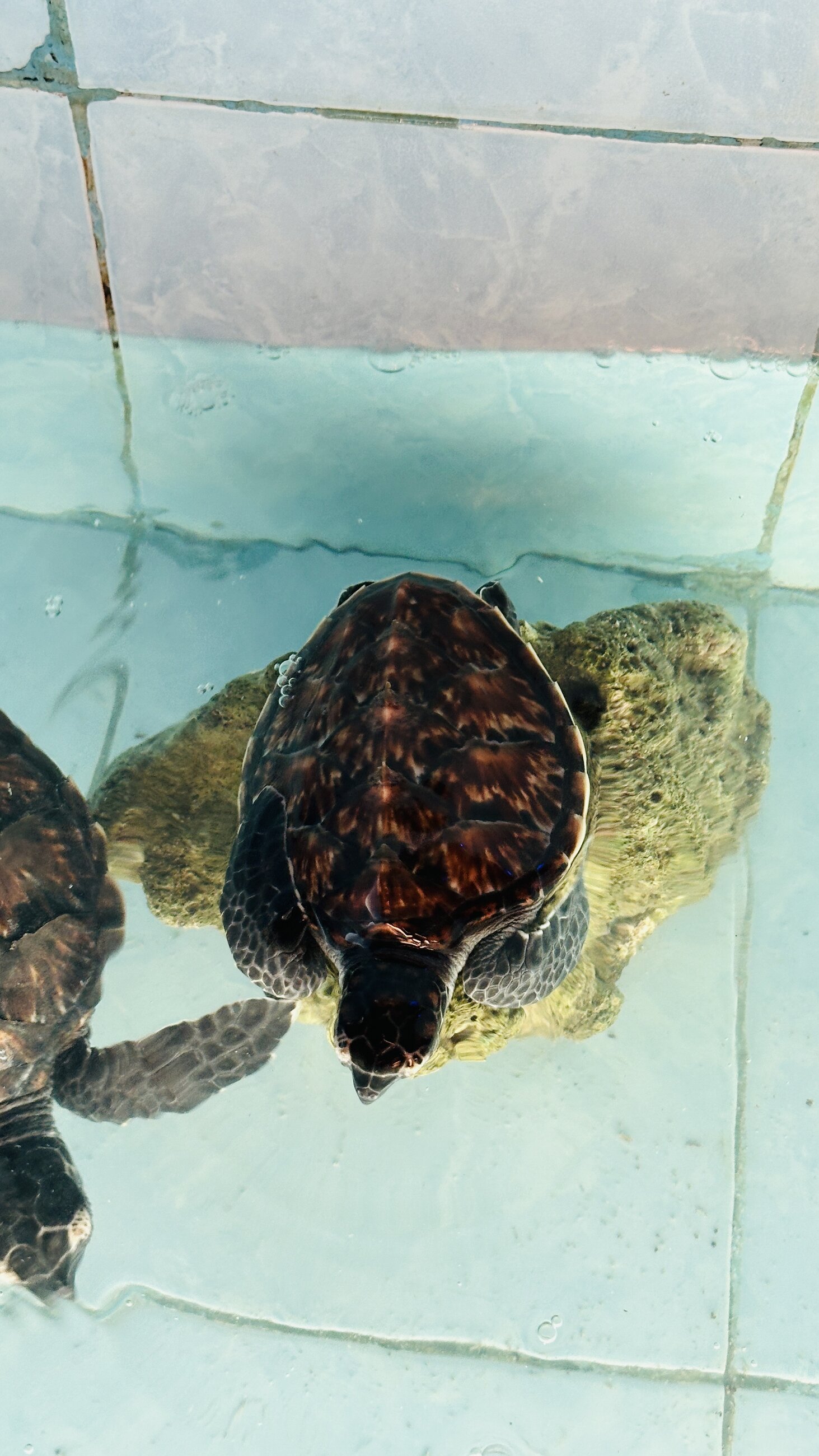 Turtles