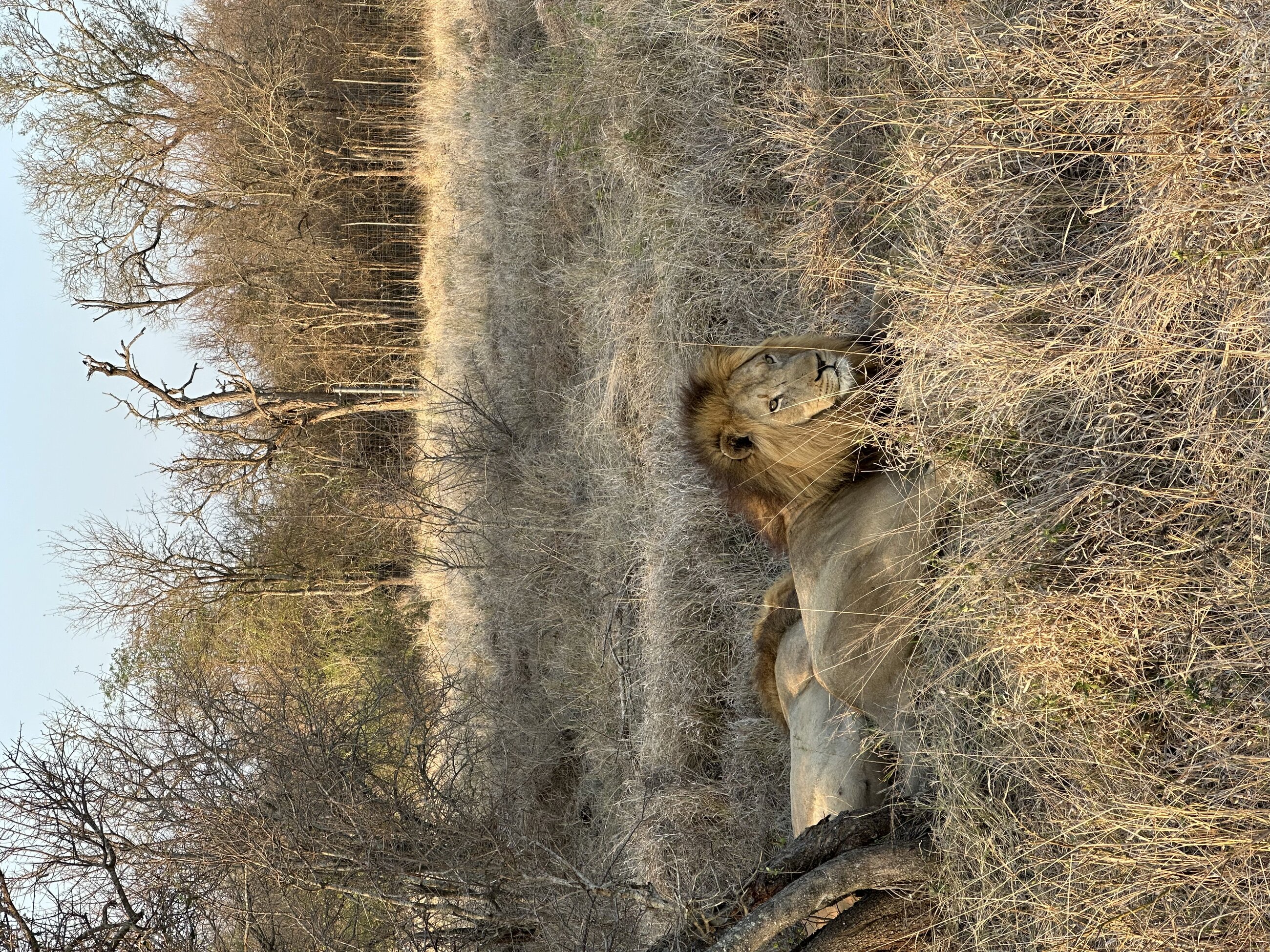 Lion in Hlane National Park