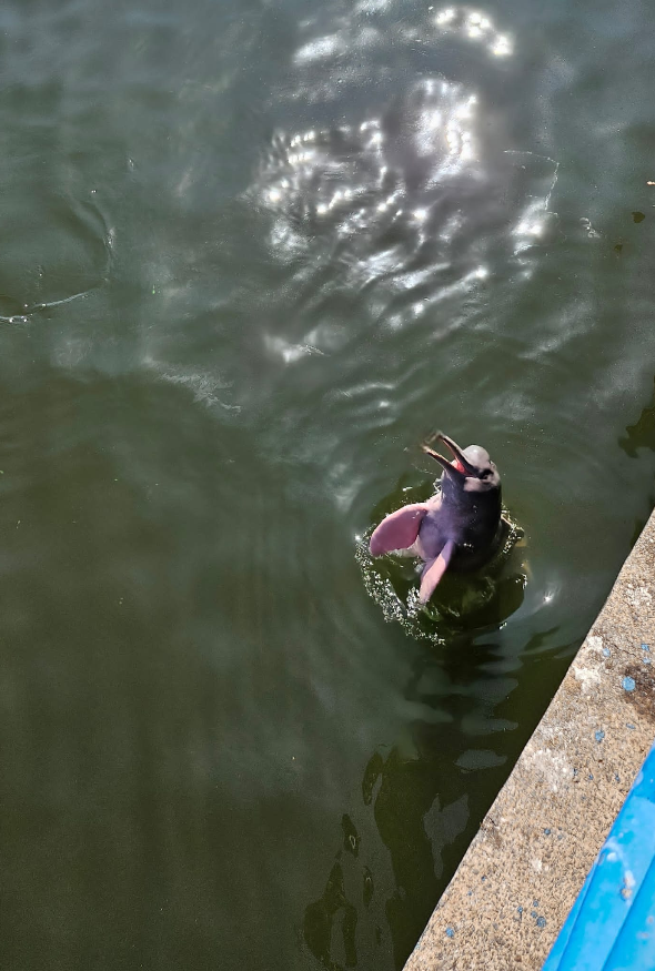 Dolphins all around