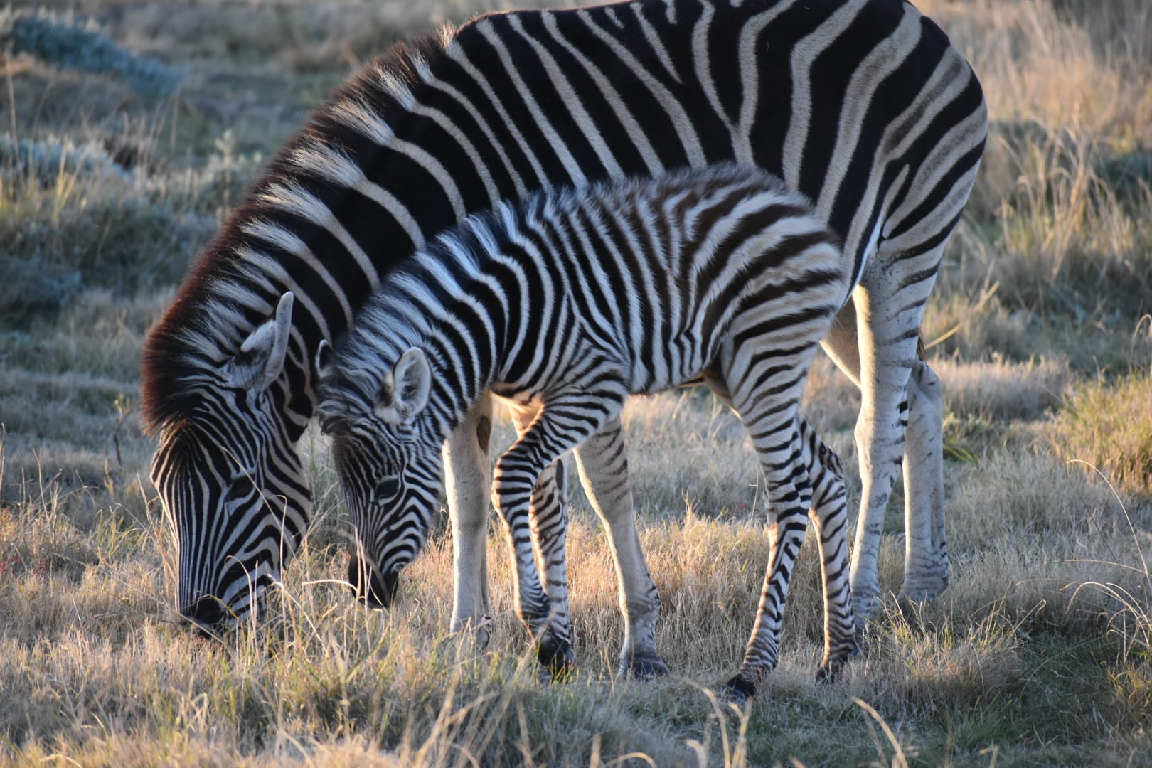 Zebras
