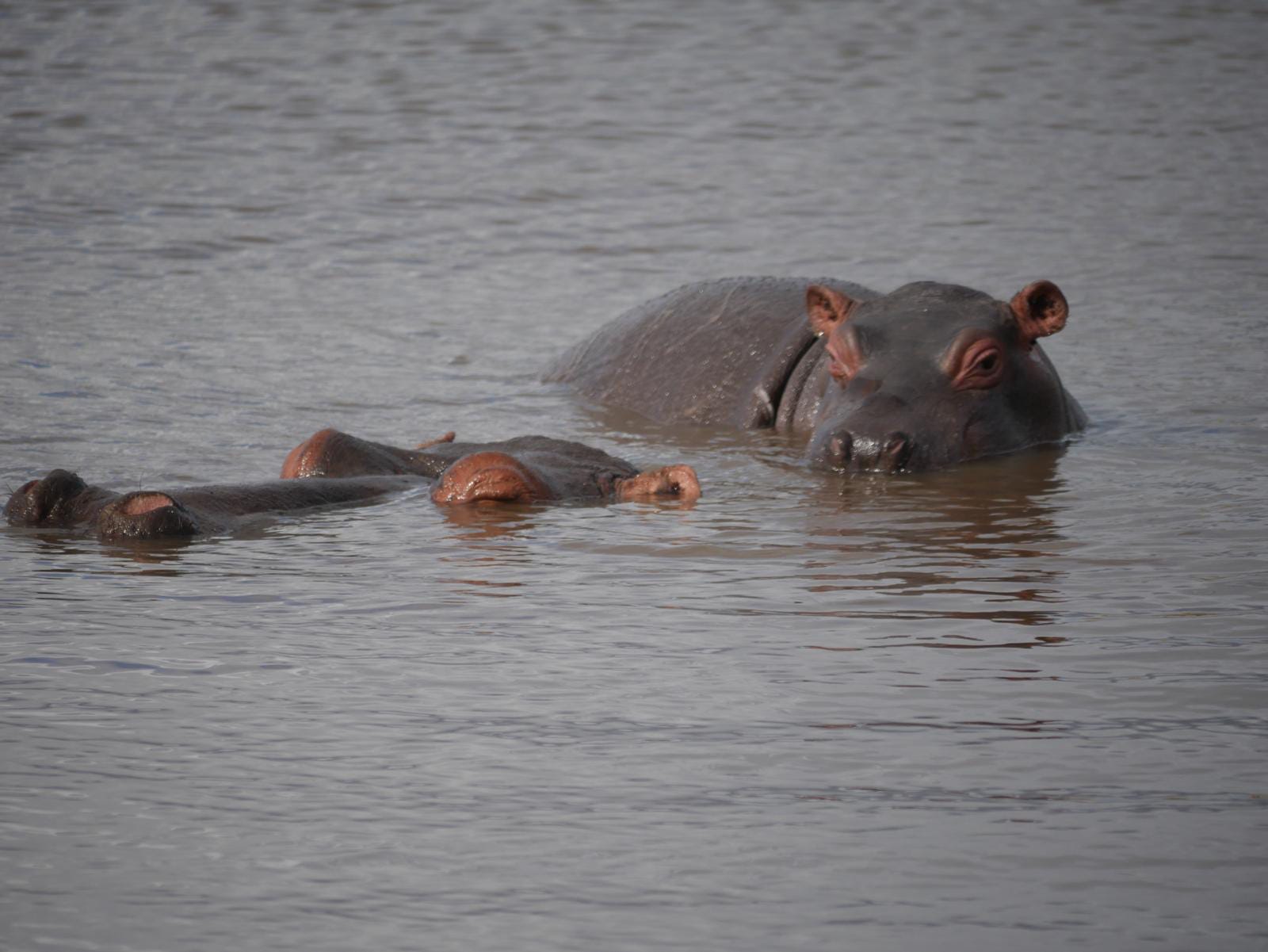 Hippos