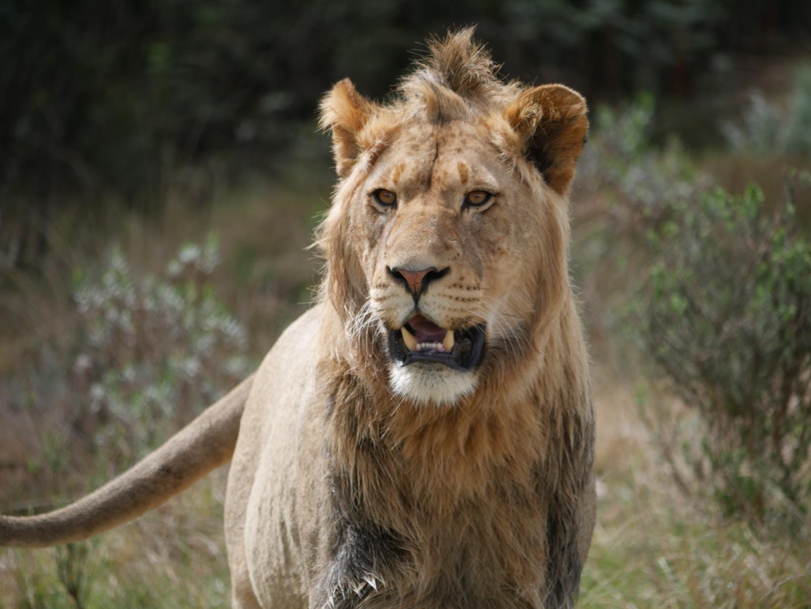 Maximus the Lion