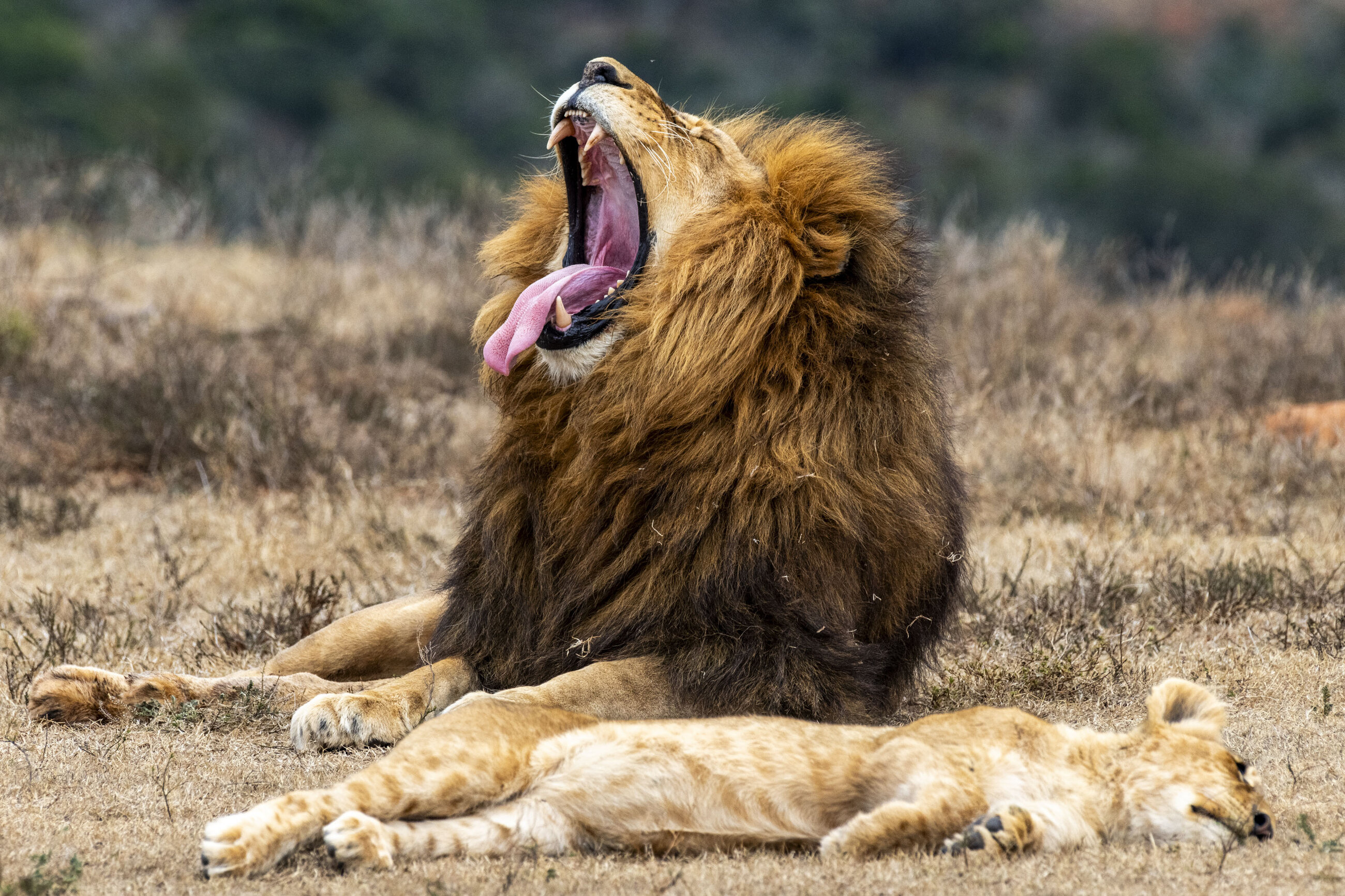 We saw so much wildlife on a 5 day stay at a game reserve which was amazing