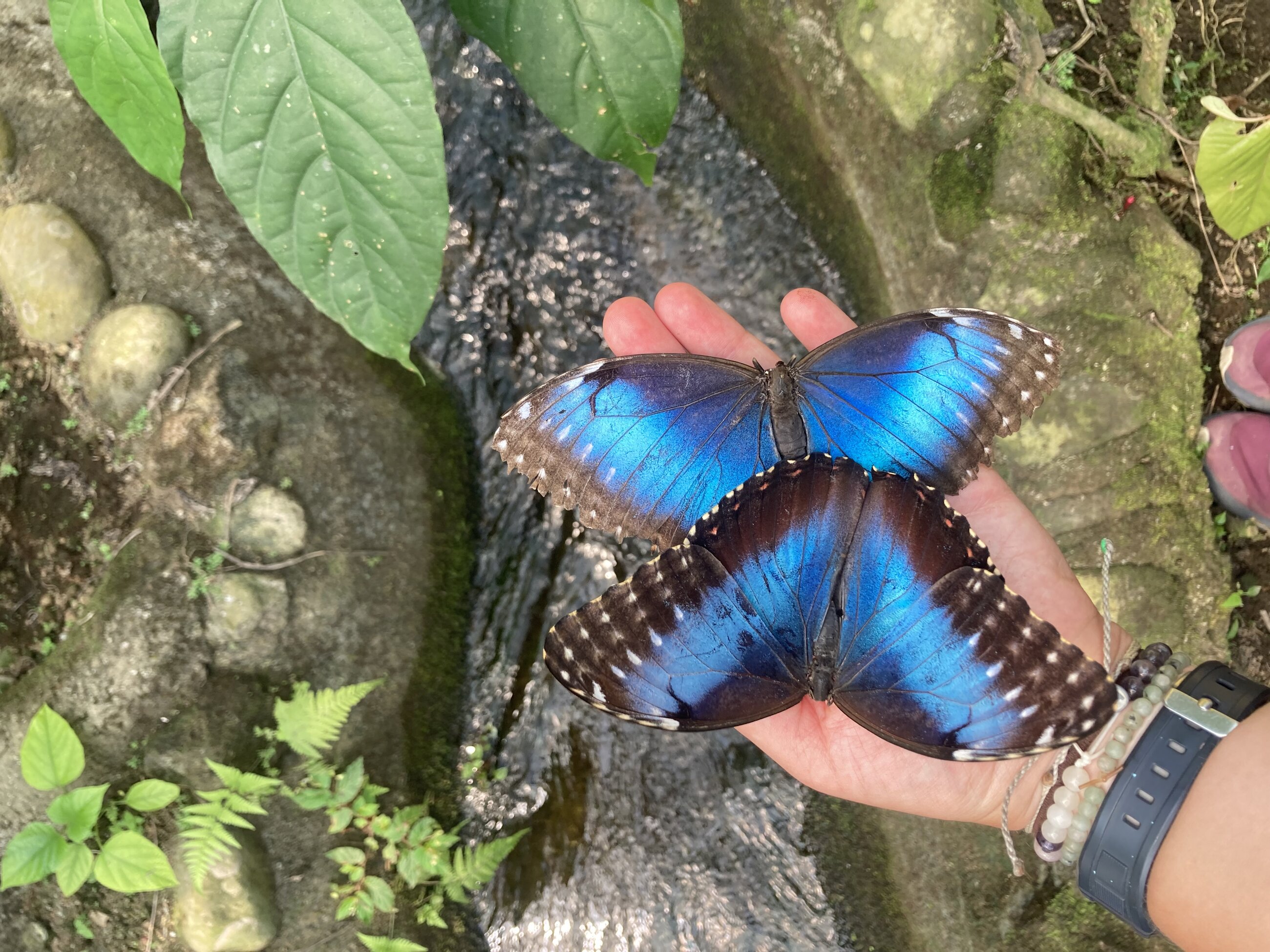 blue morpho butterflies 
