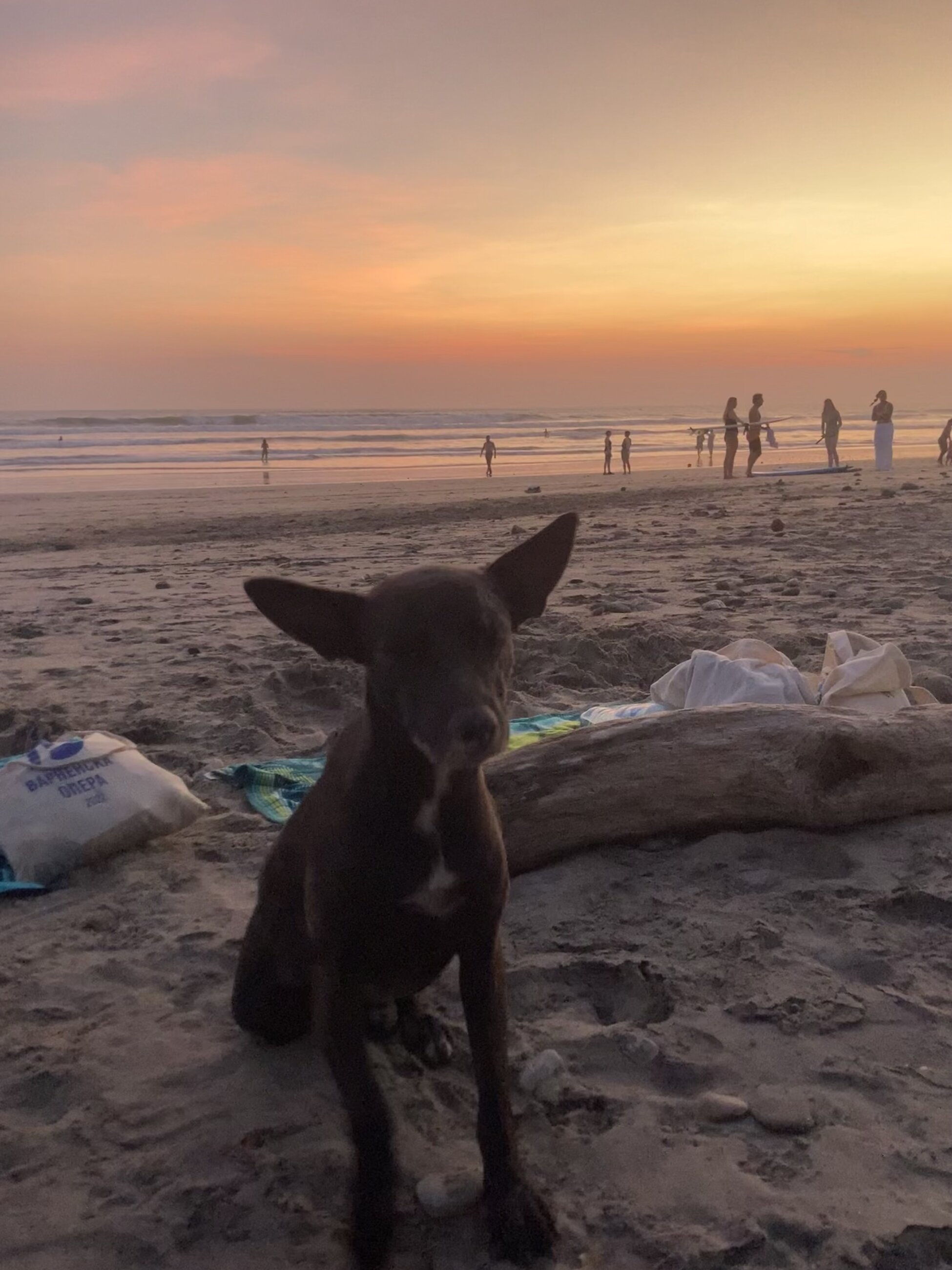 A friendly dog on the beach 