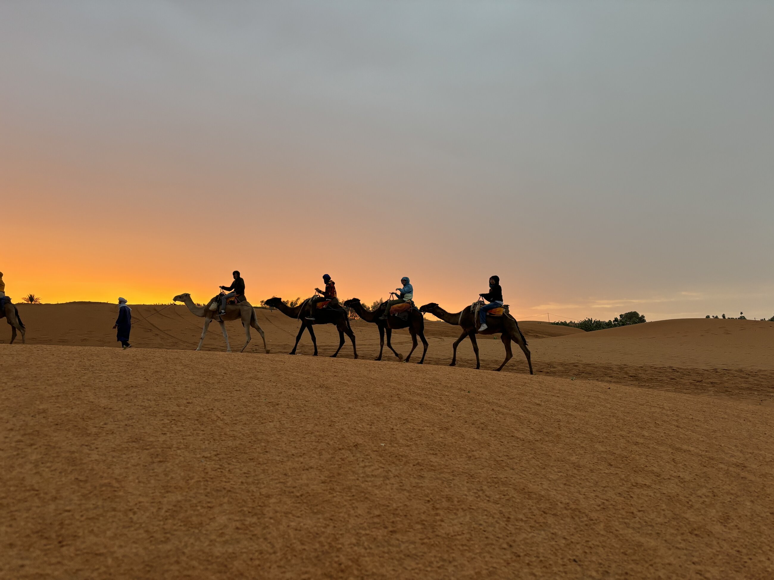 Riding camels in the sahara