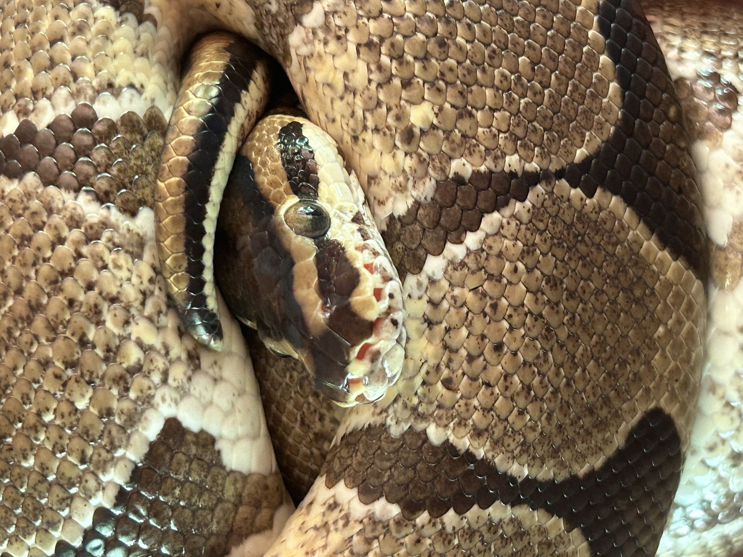 O, the snake!