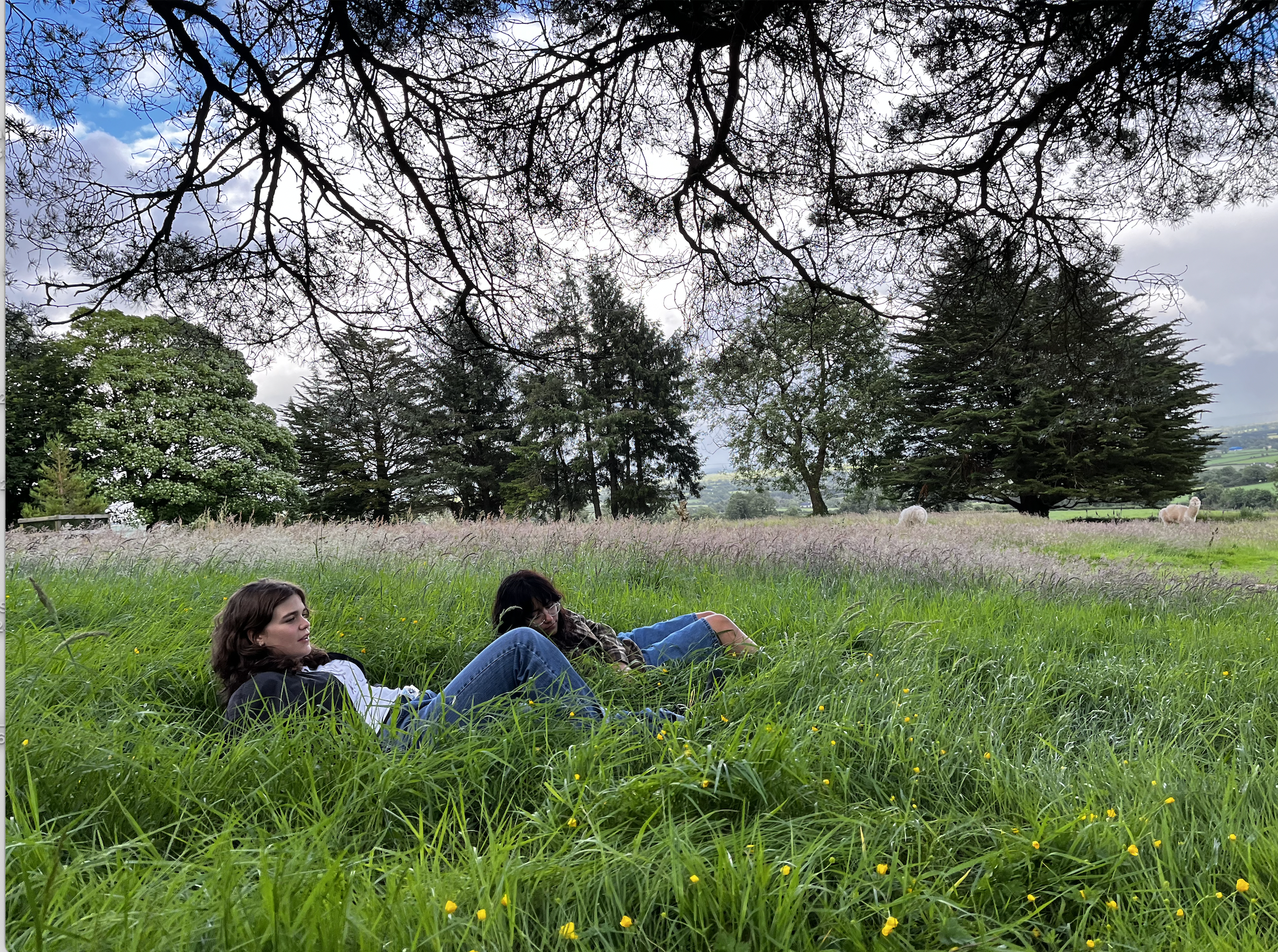 laying in the grass