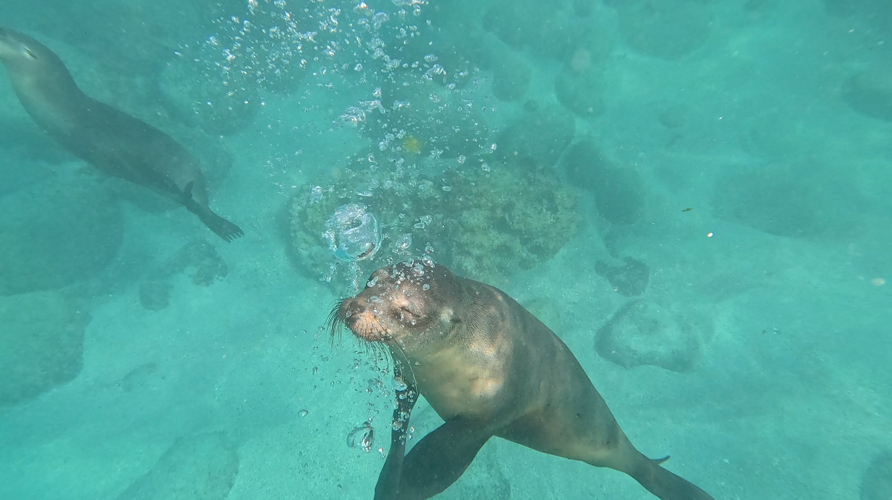 Sea lions in the Galapagos :)