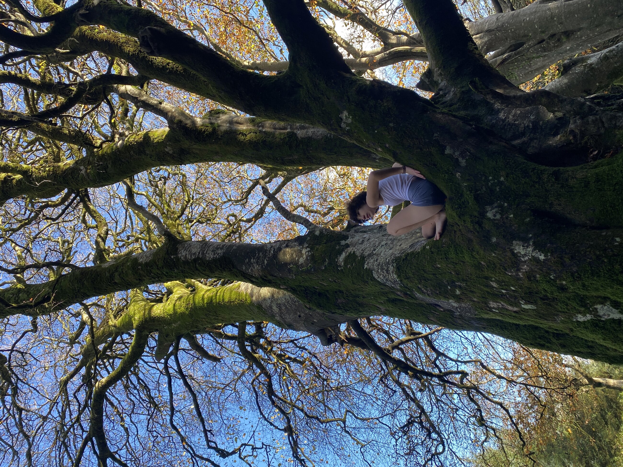 Kelly’s trees