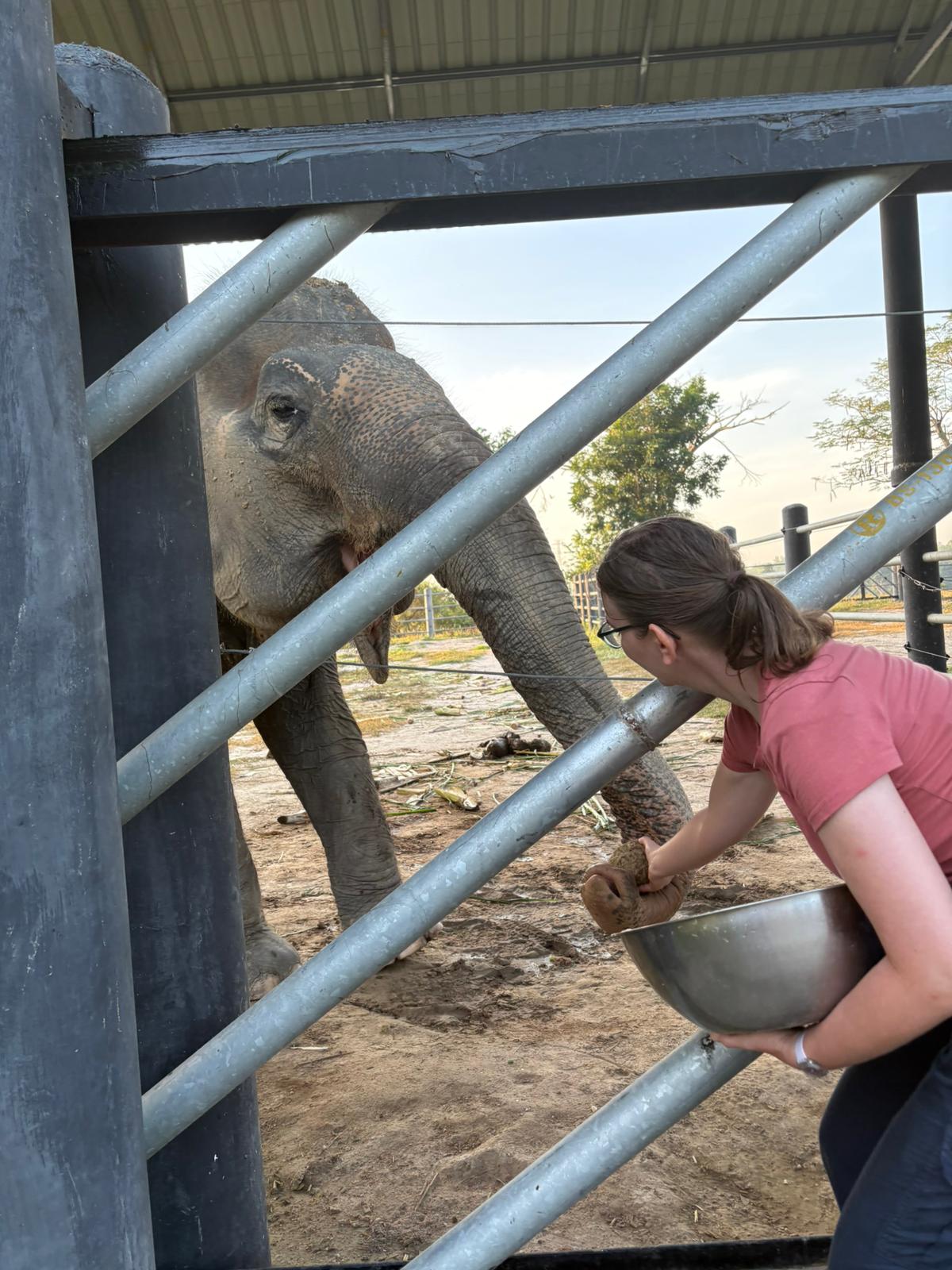 Feeding banana balls.