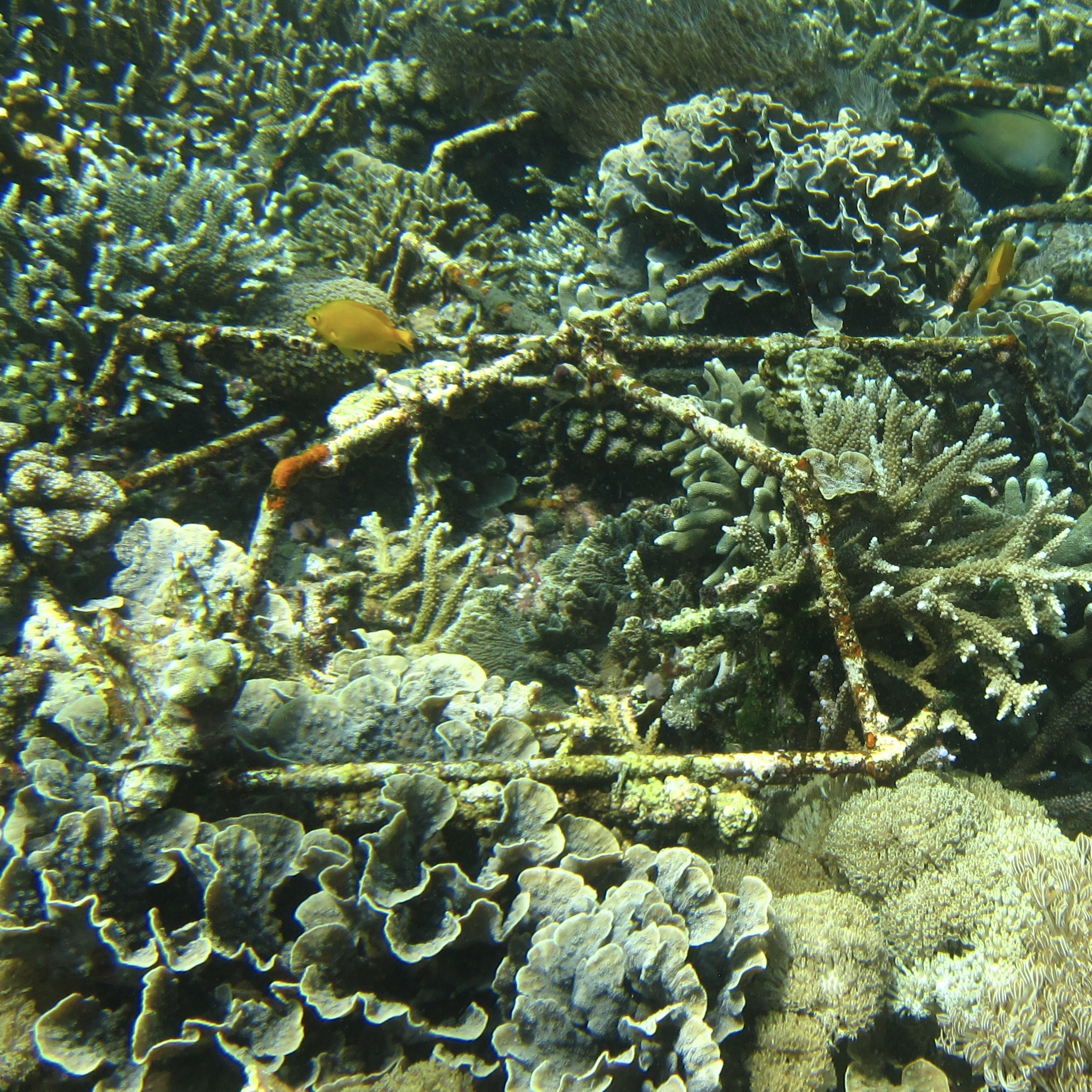 Project Laut Coral Structures