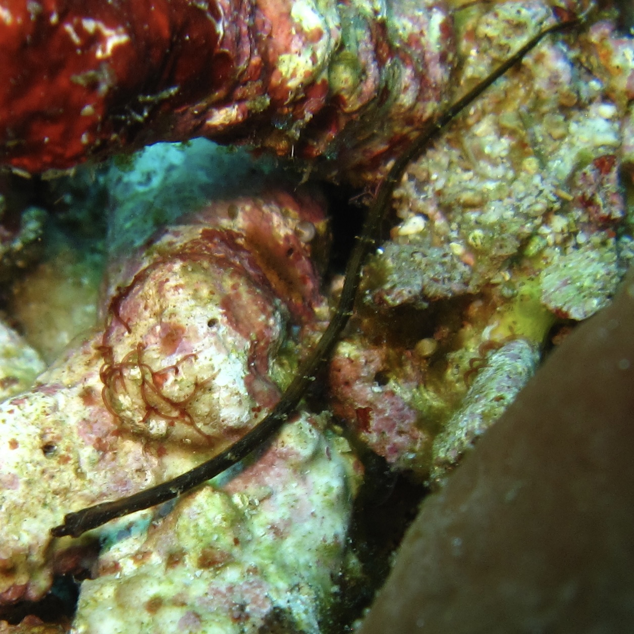 Pipefish!