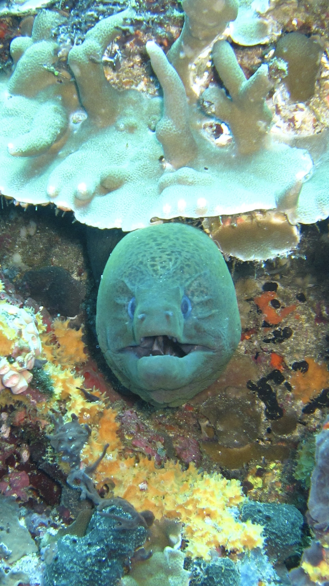 Moray Eel