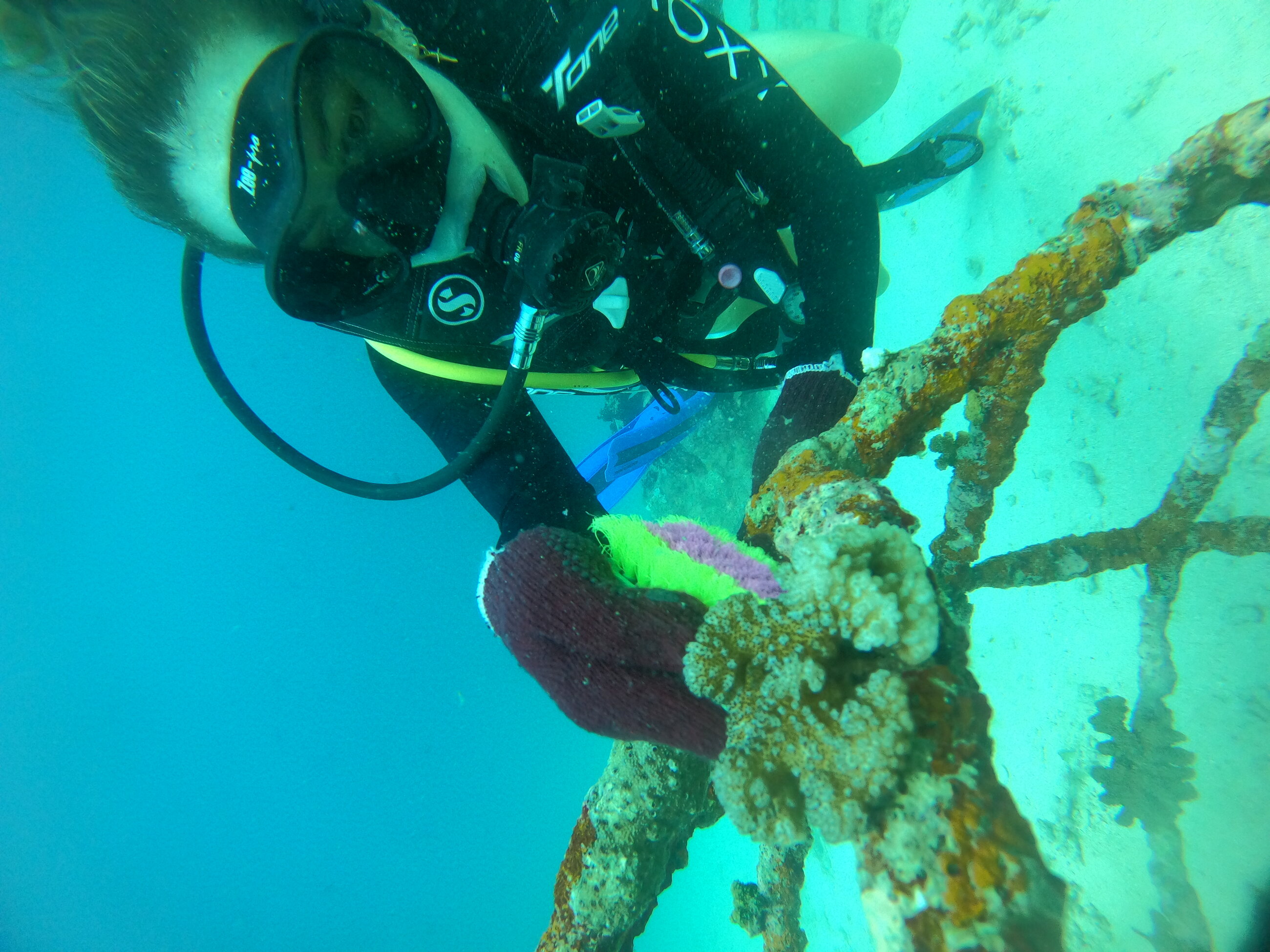 Coral clean up