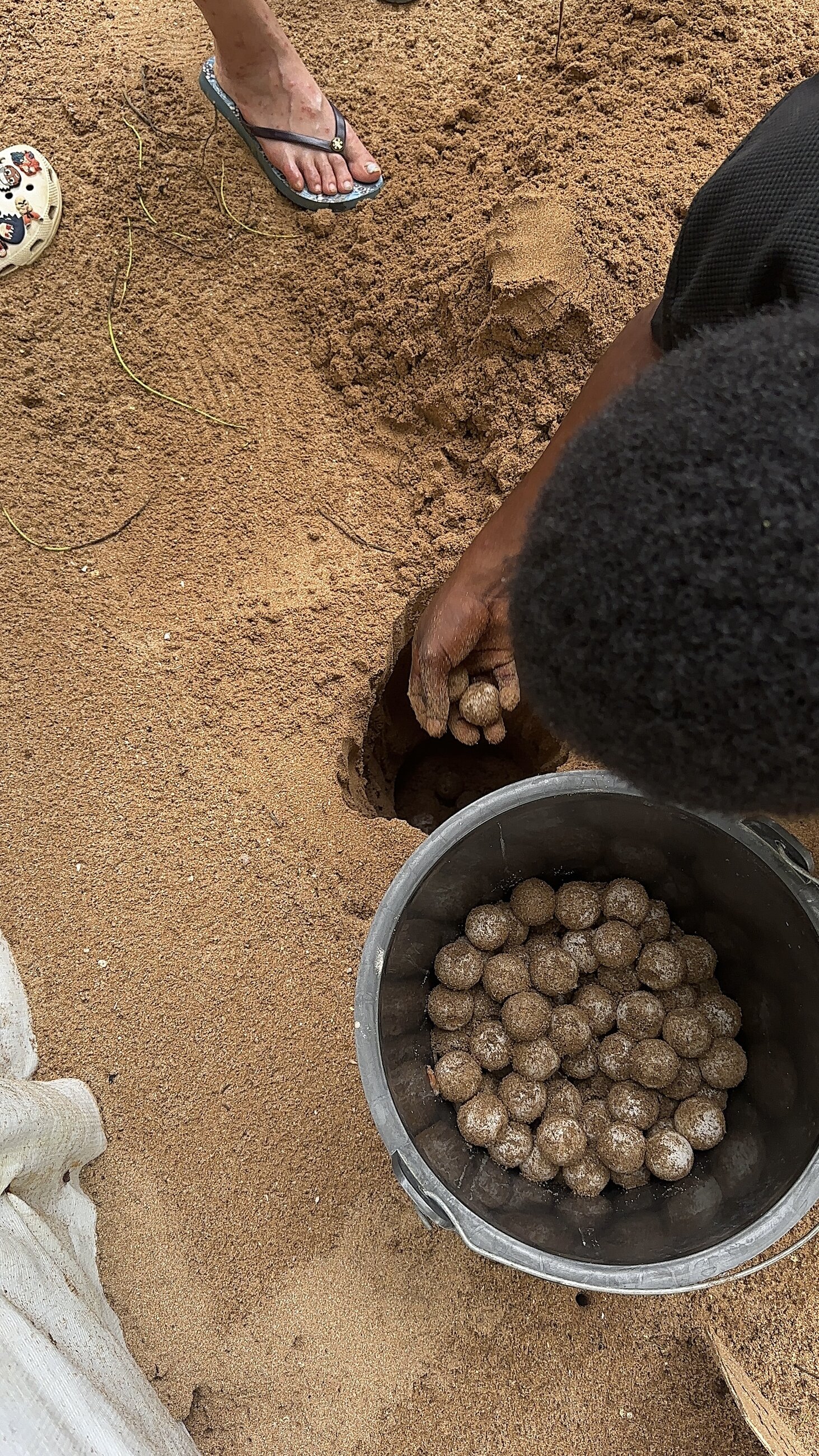 Burying turtle eggs