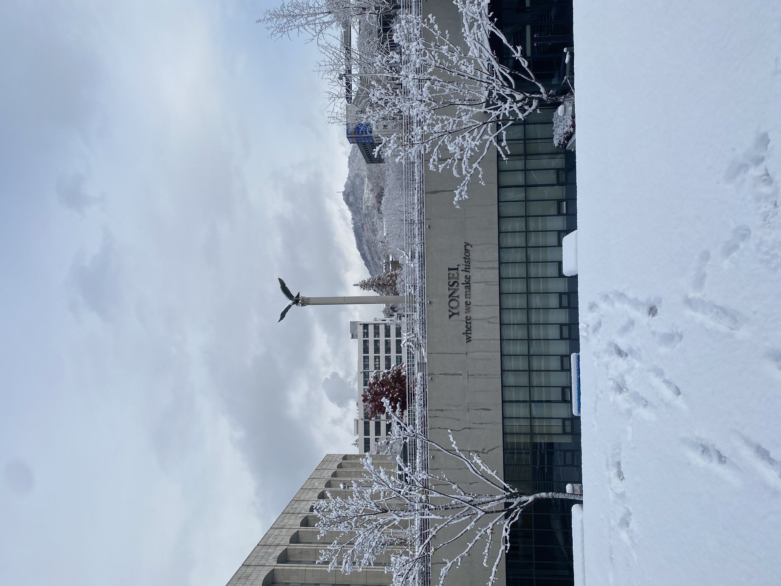Got to witness South Korea get the most snow they have ever gotten in over 100 years!