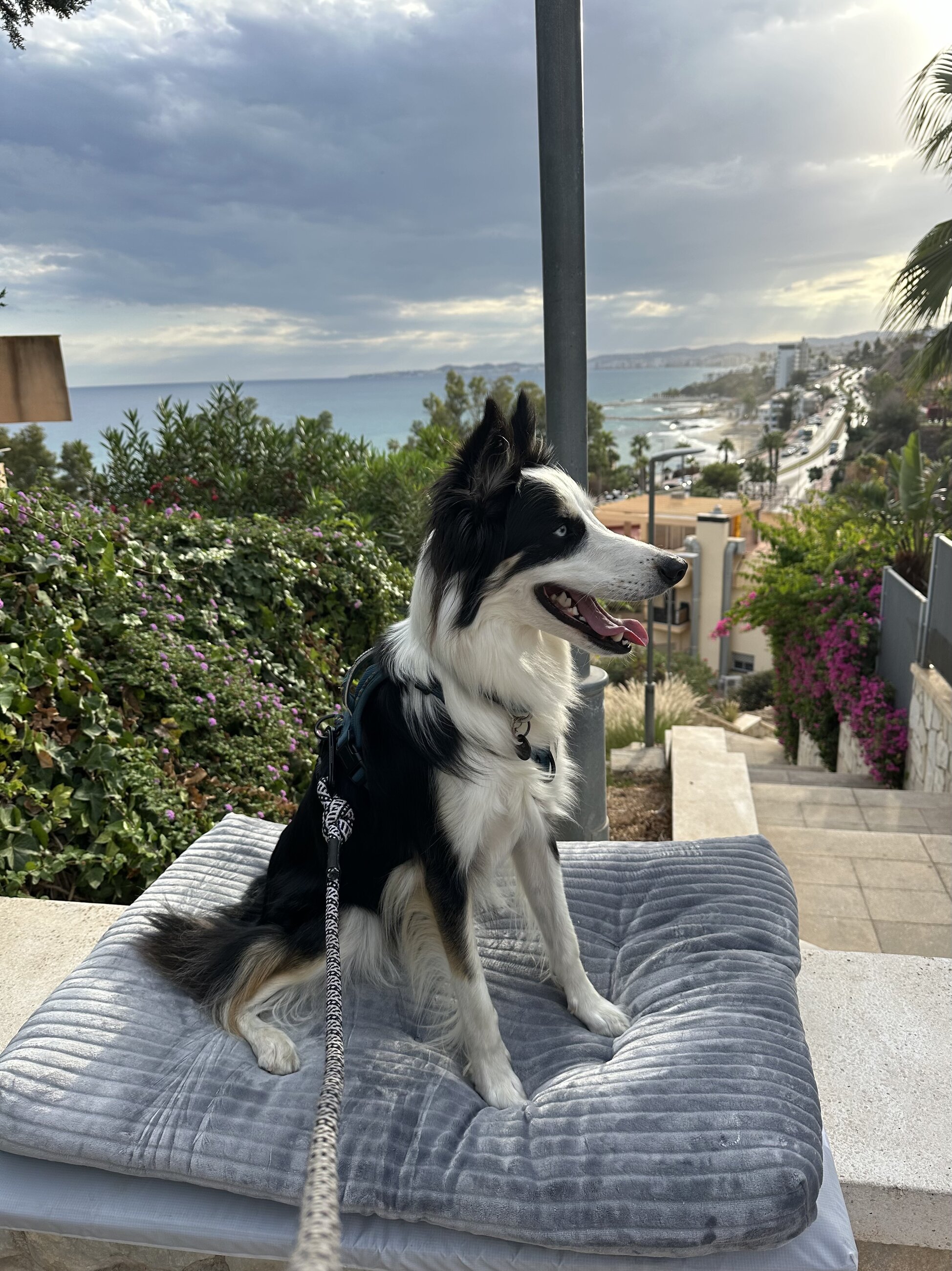 My dog in front of our apartment after we first arrived!