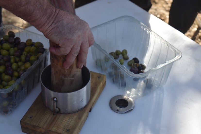 Learning about the importance of olive trees in agriculture and gastronomy in Grenada