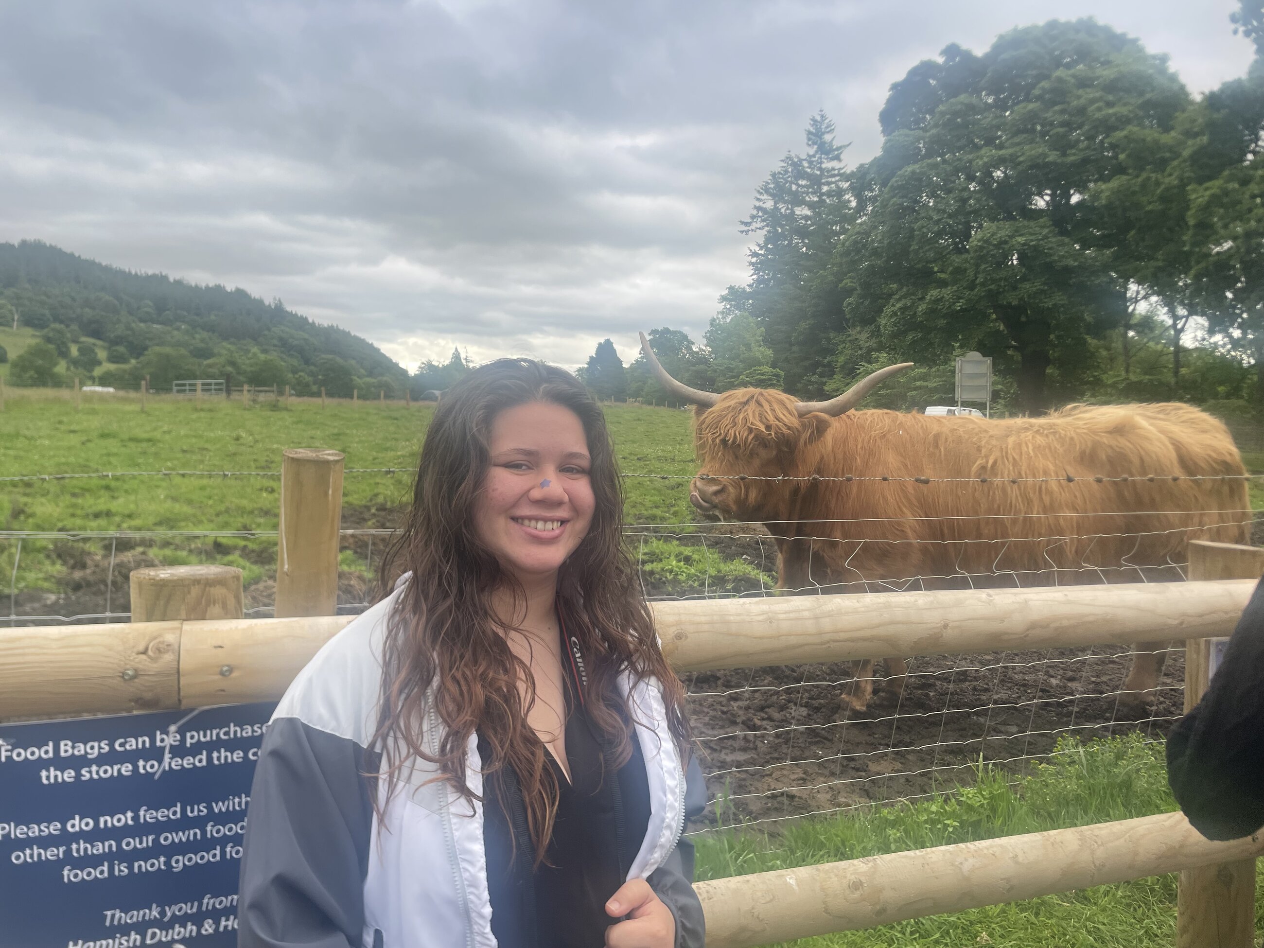 Hairy Coo ❤️