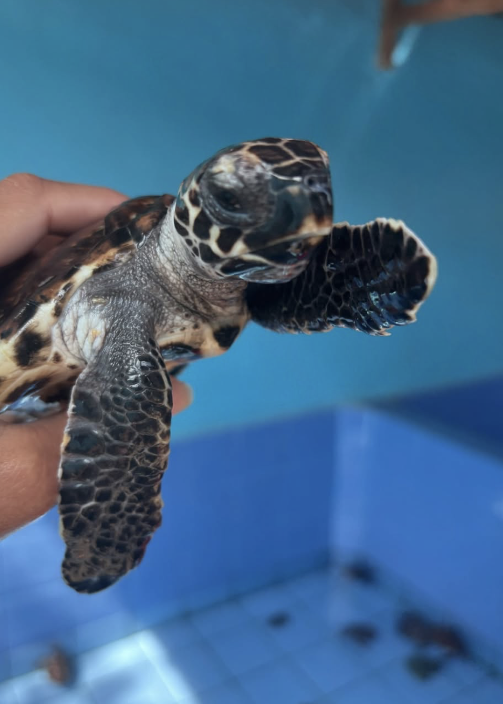 baby turtle