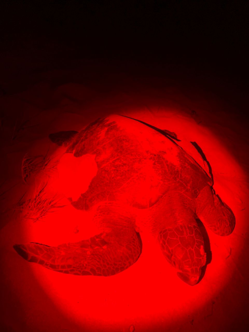 Seaturtle laying eggs