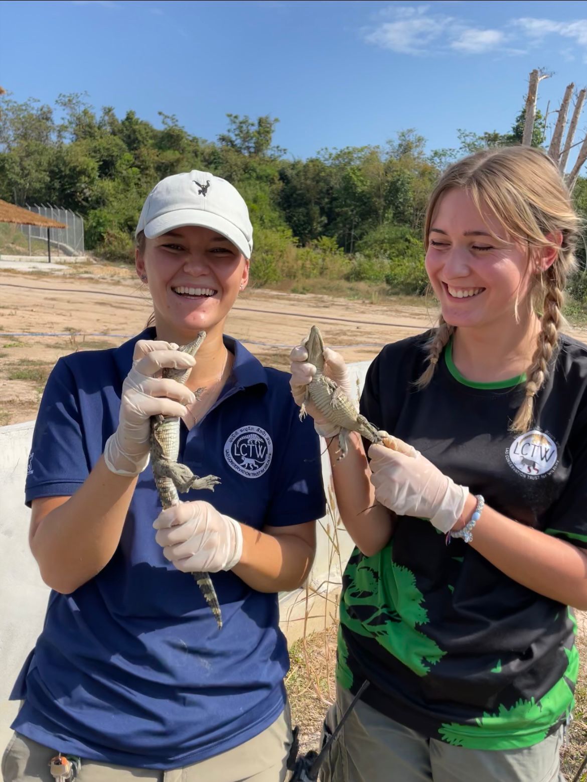 Baby crocs being moved in a different enclosure