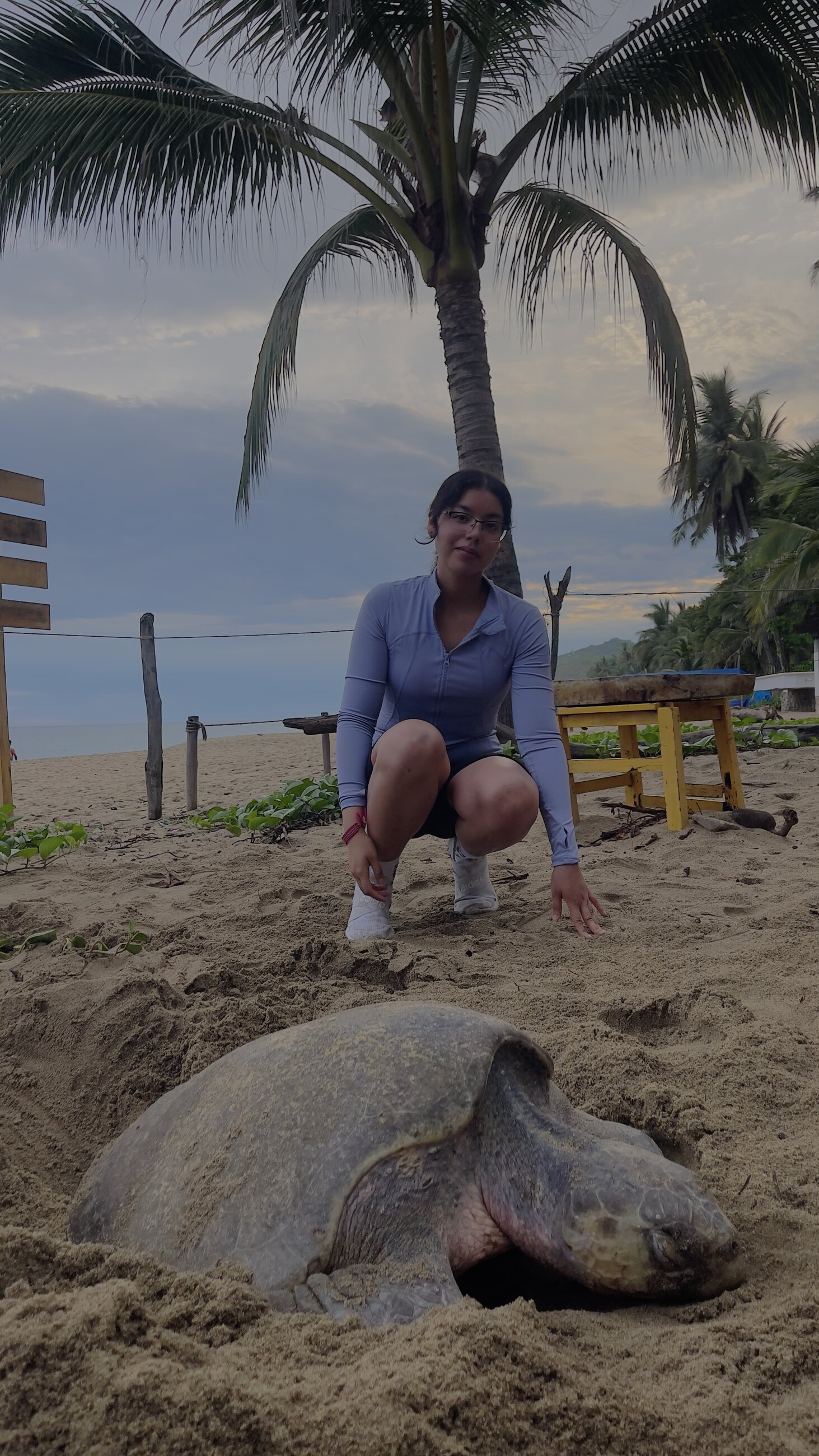 Nesting sea turtle!