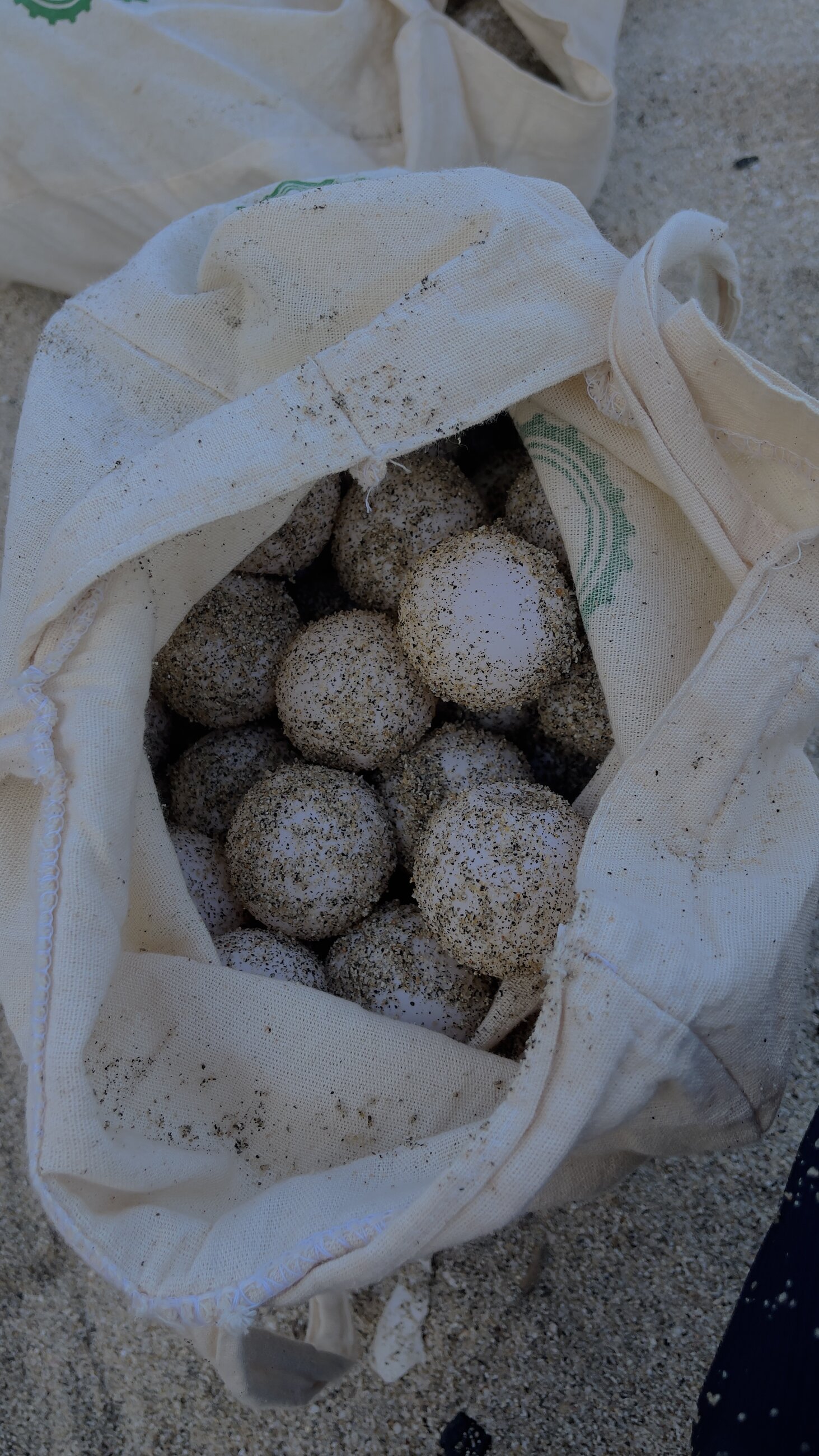 Olive ridley sea turtle eggs!