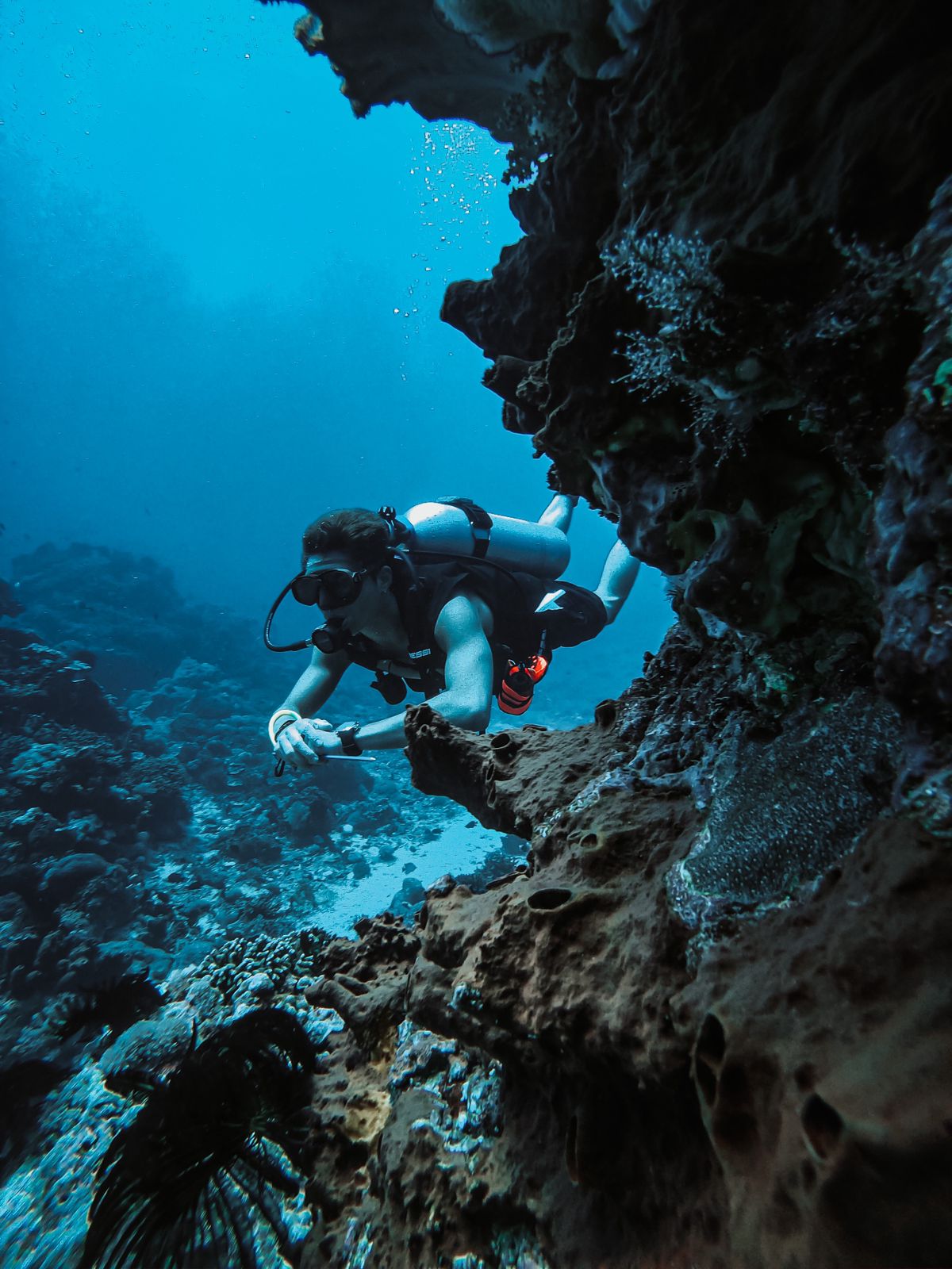Diving on the north side!