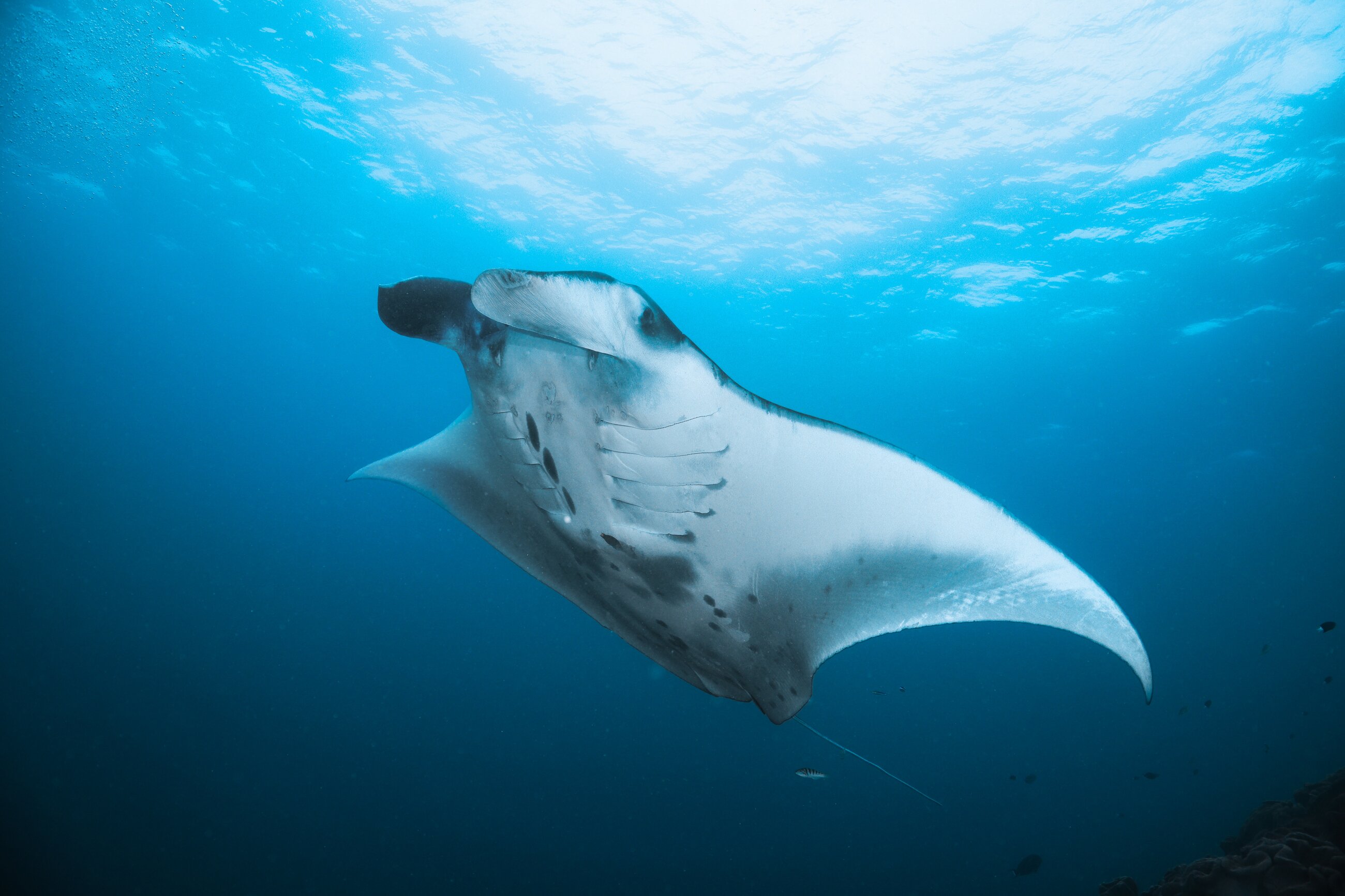My favourite manta ray encounter <3