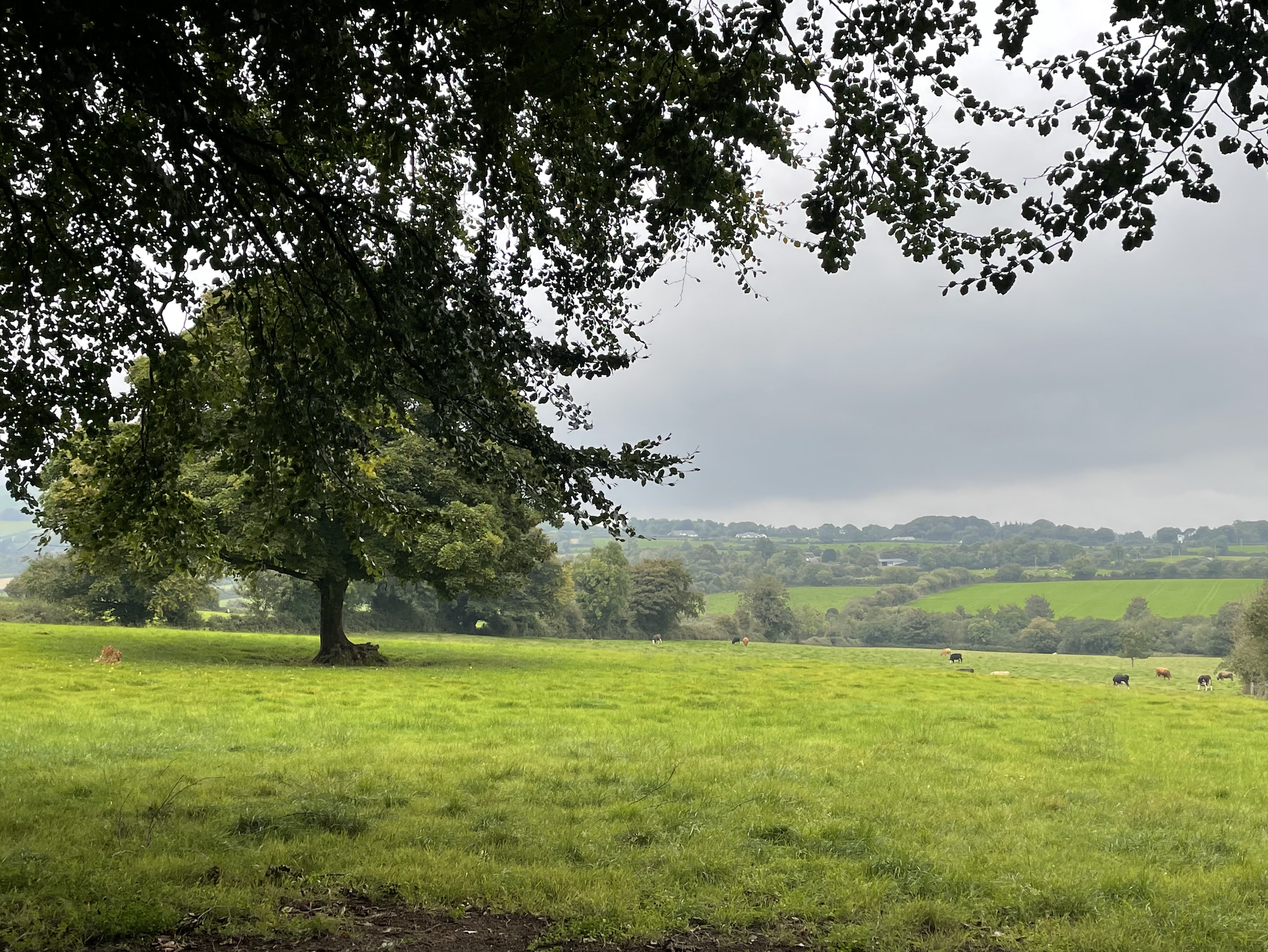 A view of a field