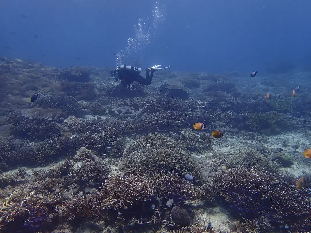 Restored reef