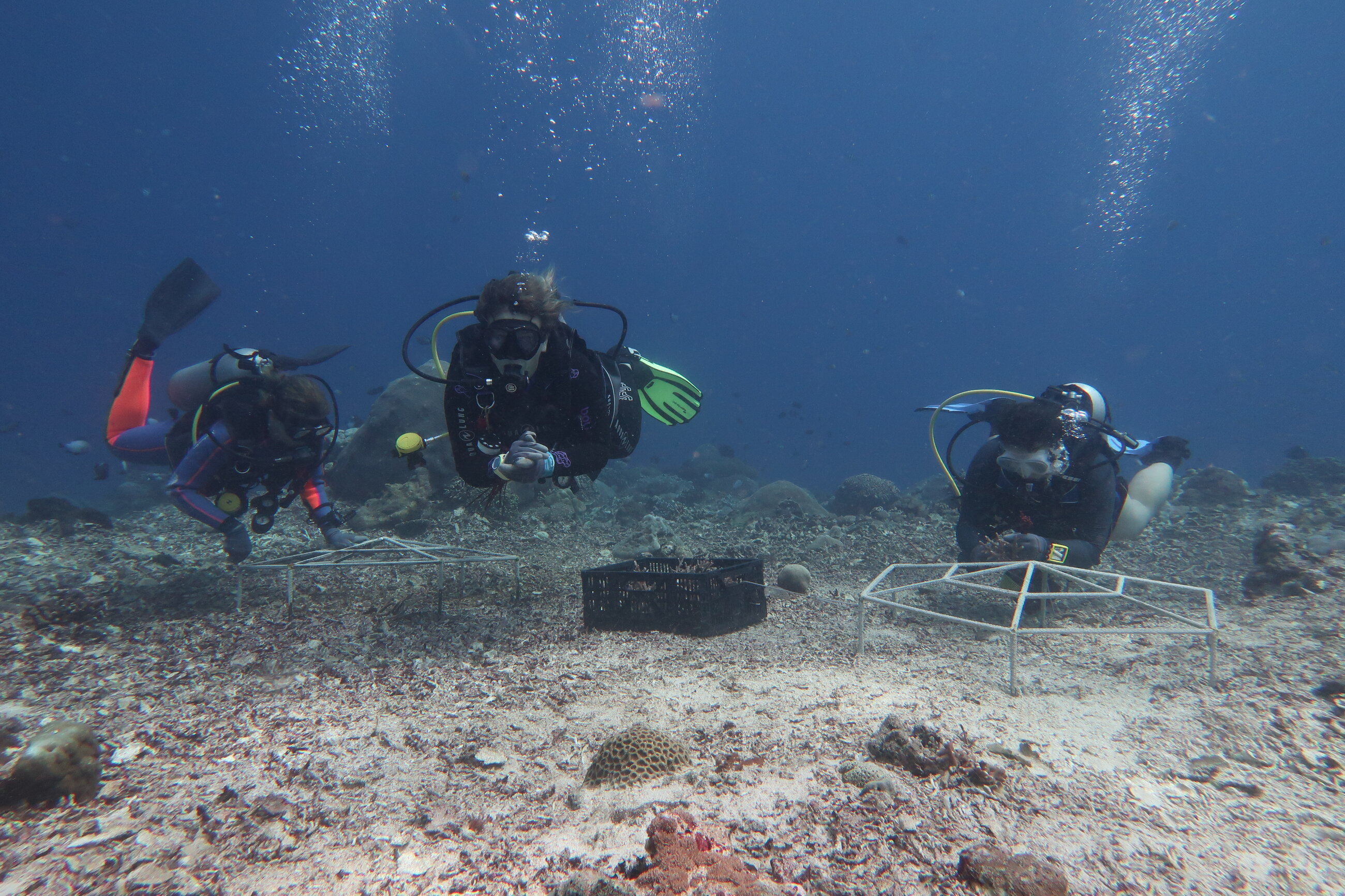 working underwater at the coral restoration site