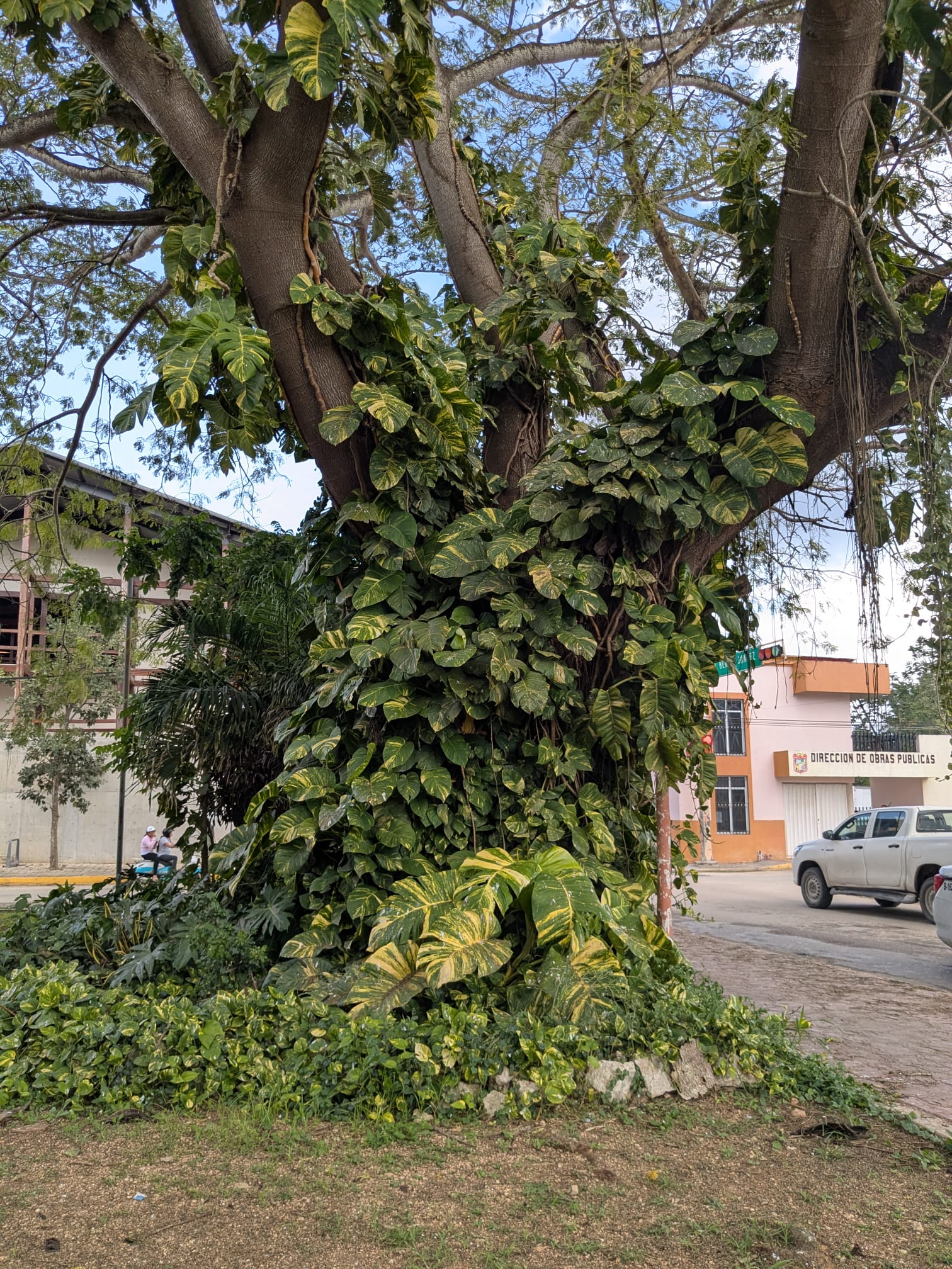 Bich tree near the main park