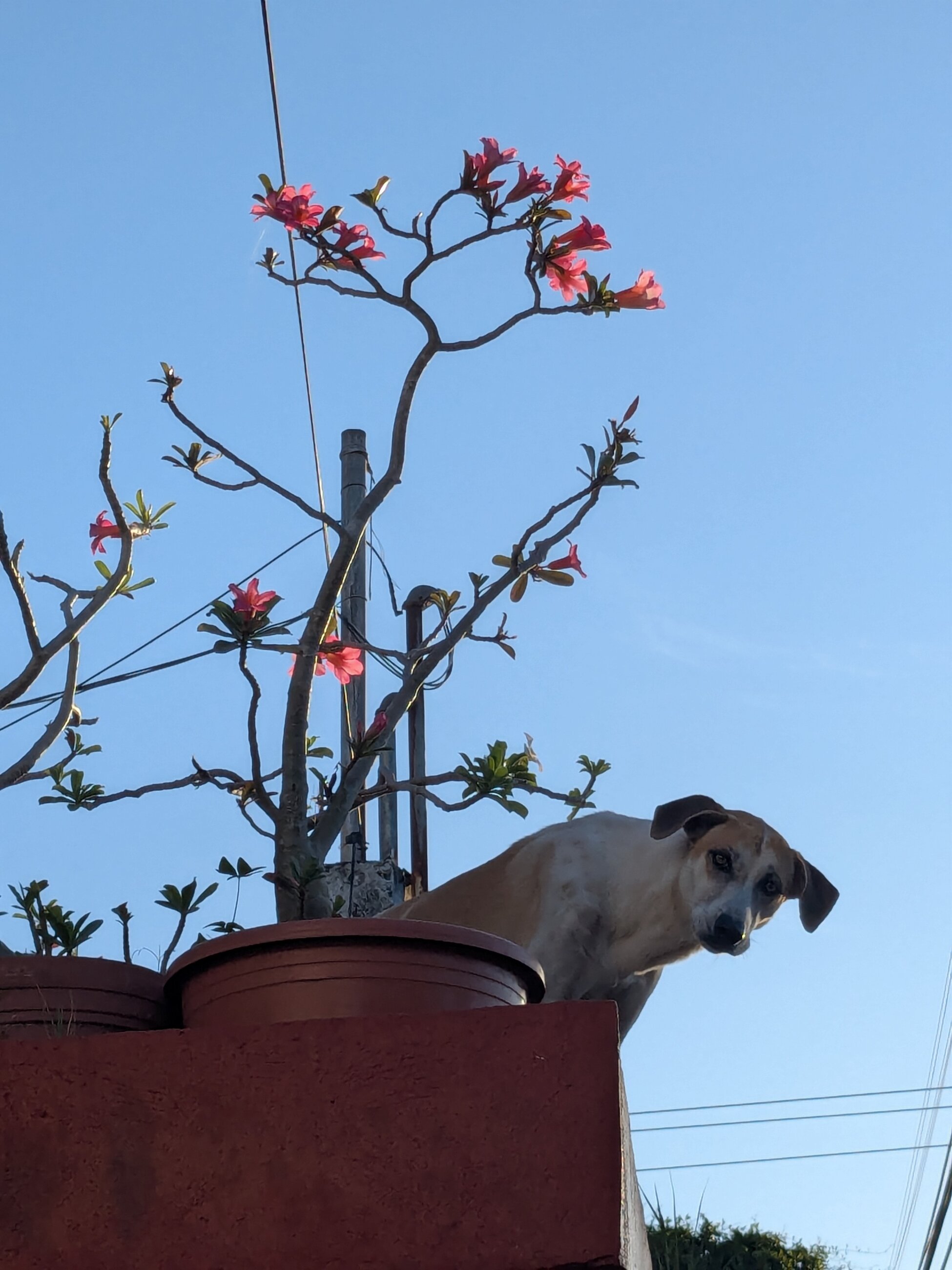 Dog on a roof, not an uncommon sight