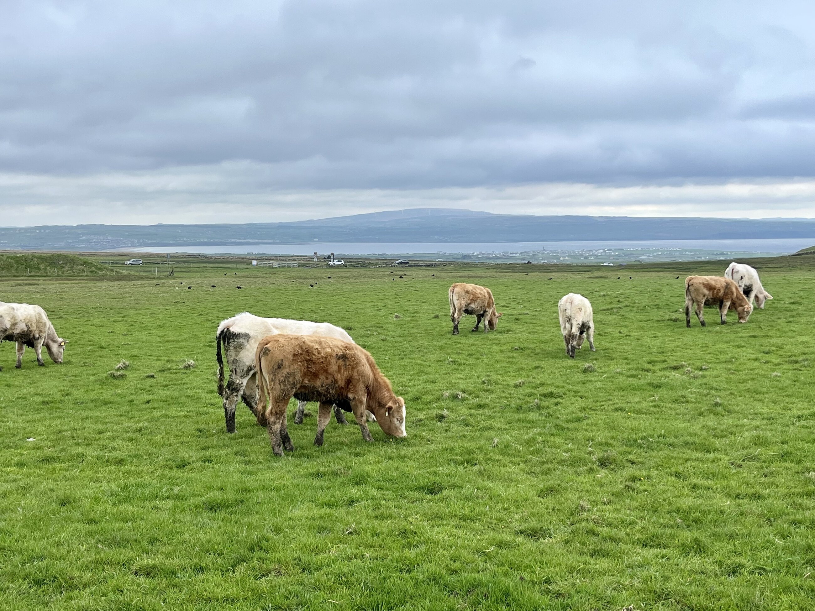 Sheep in Liscannor