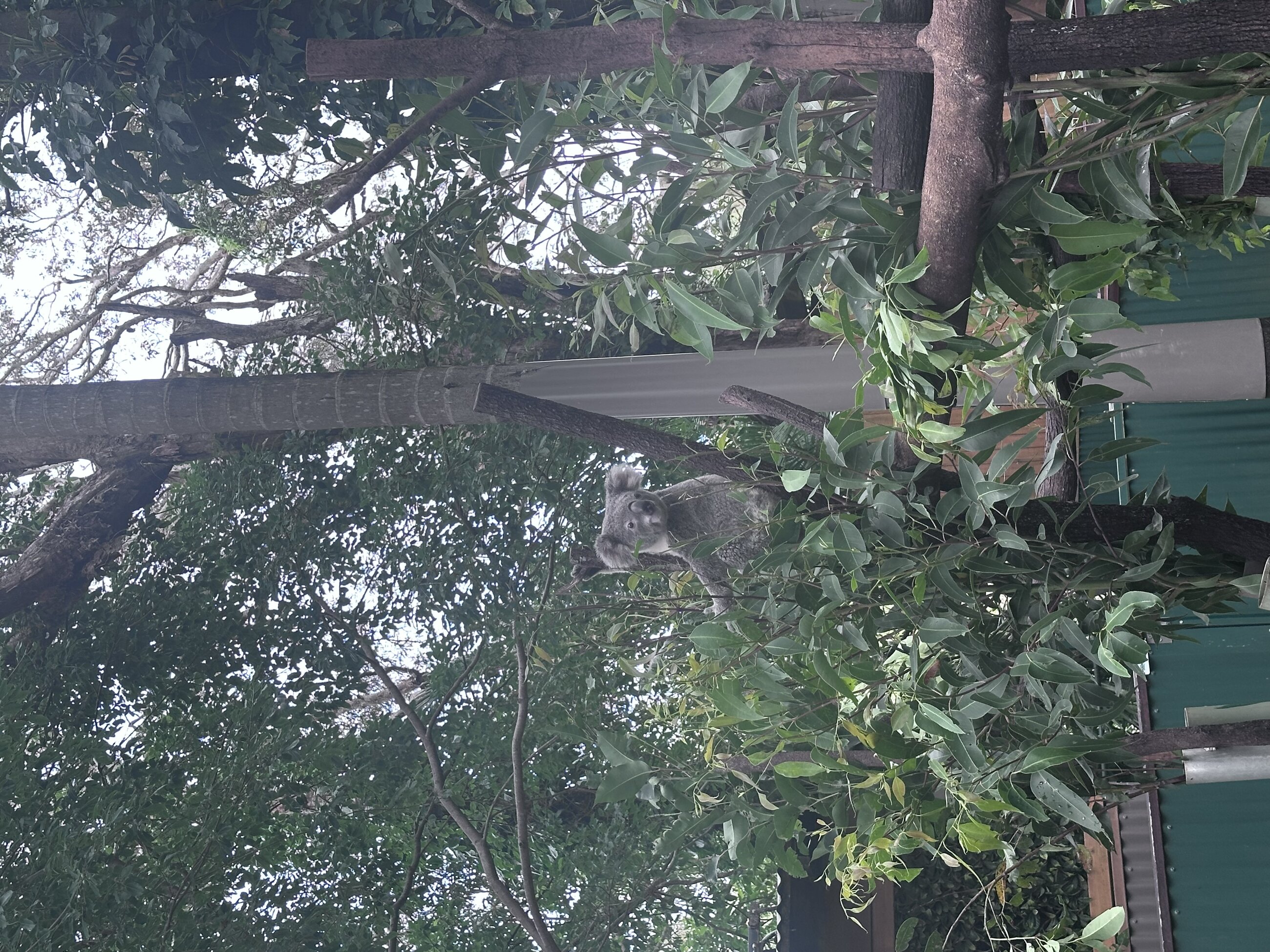 Koala at local Sanctuary near Bond