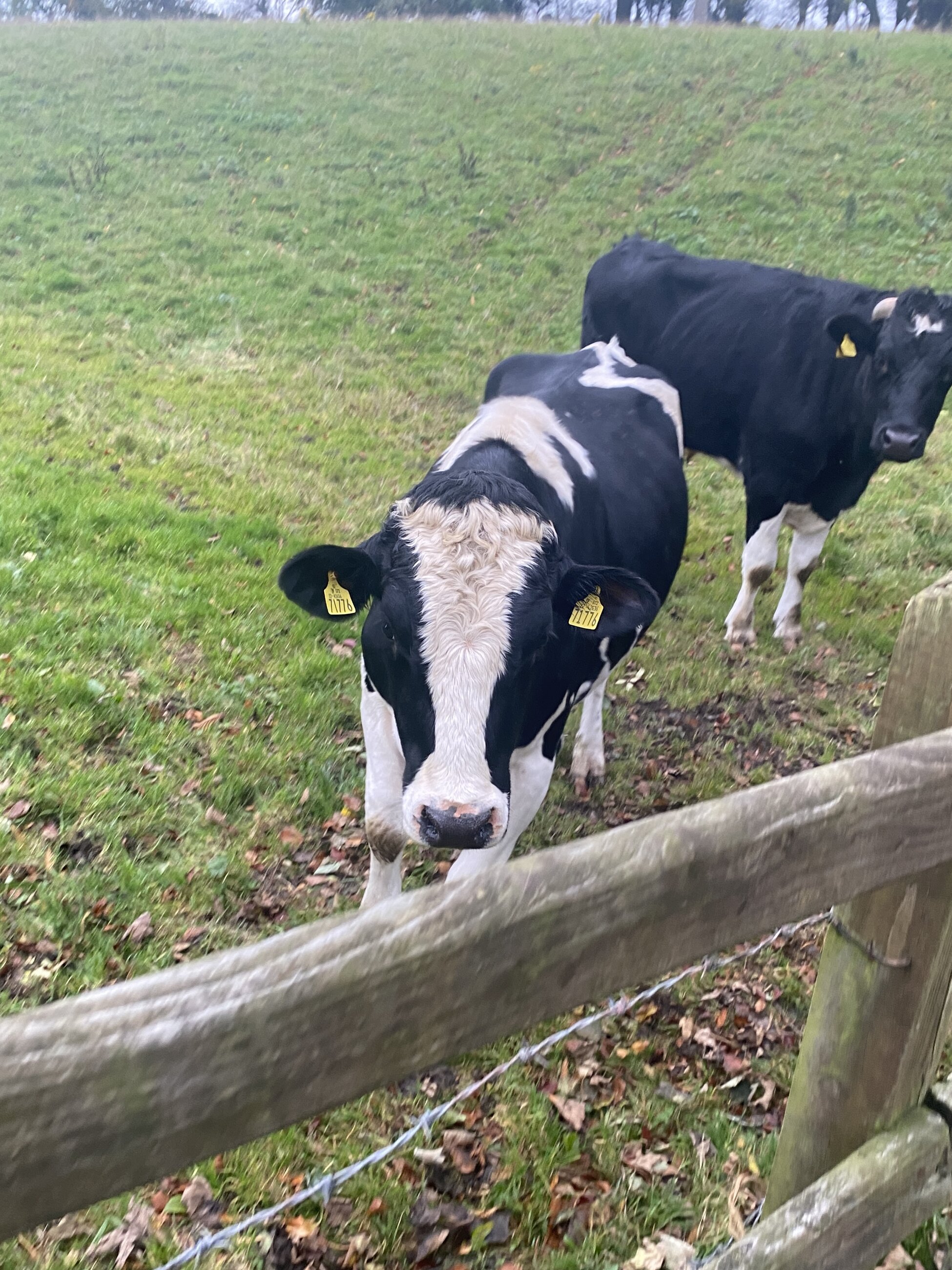 The cows at my school, Monaghan Collegiate School