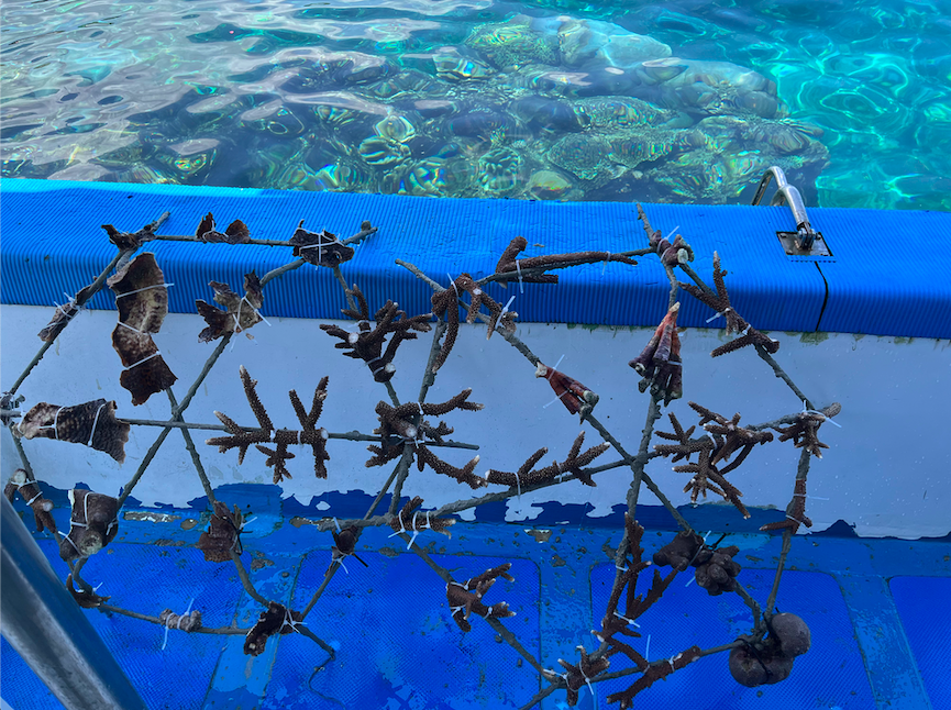 Coral restoration
